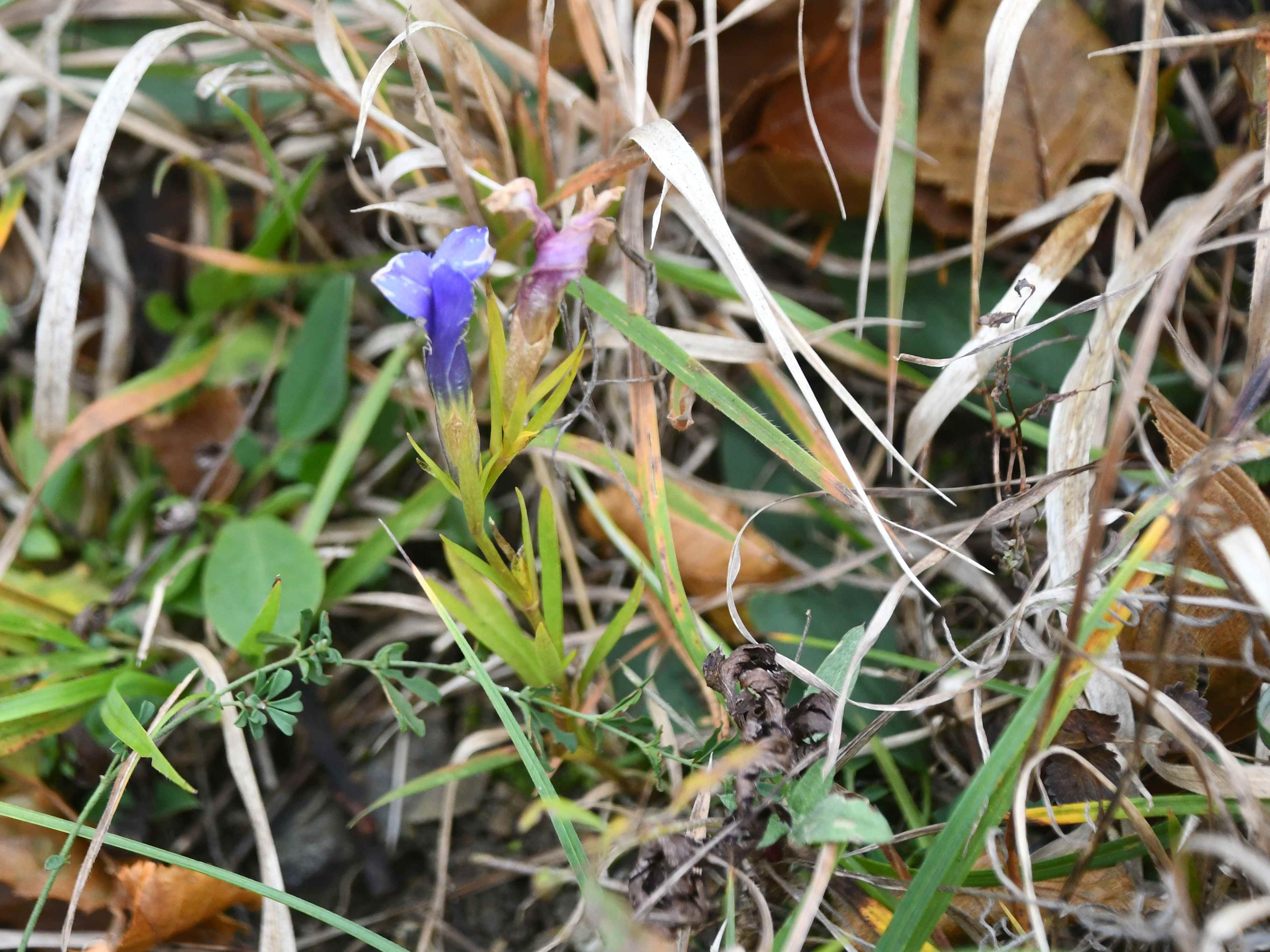 Kltg - 31102025 - (27) -  - Gentianopsis ciliata - Gewöhnlich-Fransenenzian - 6 Stk.JPG