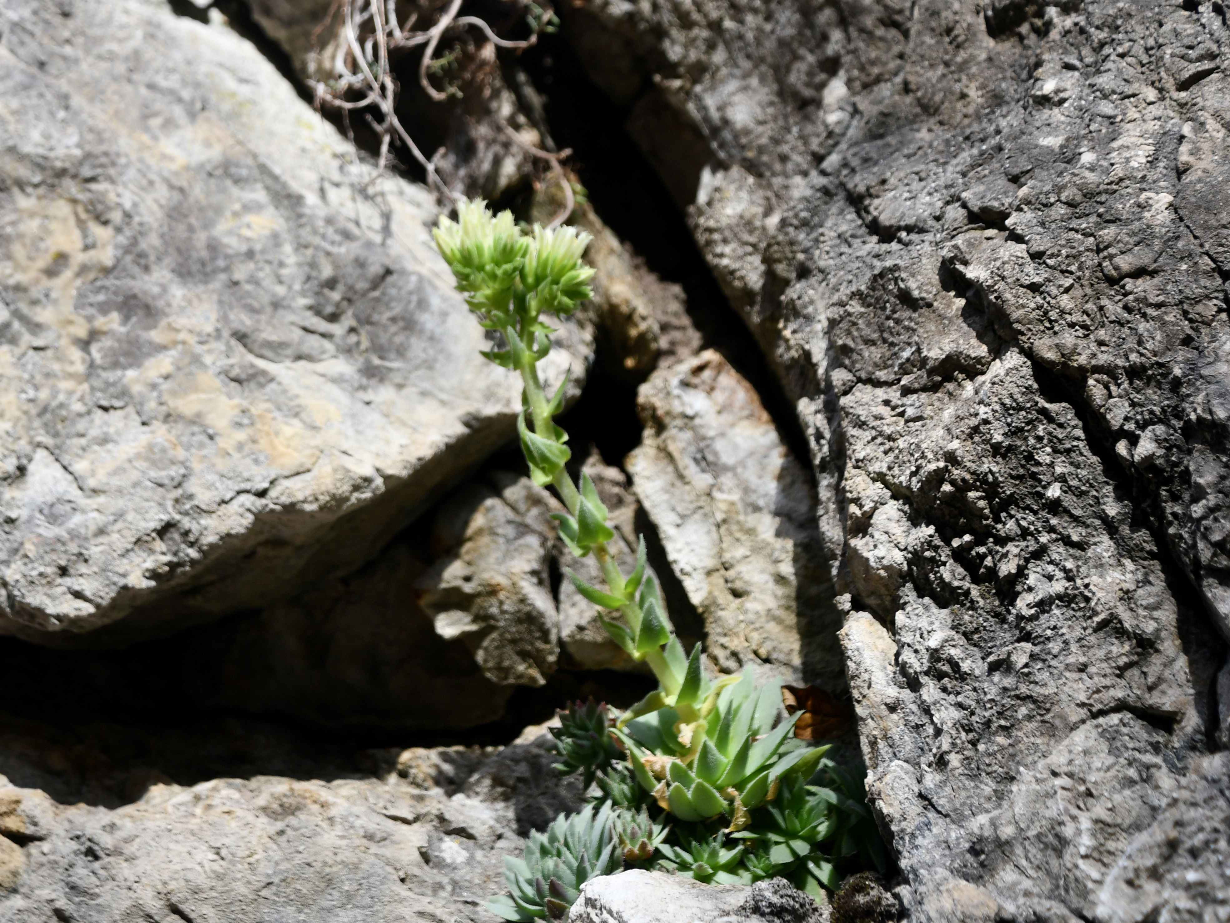 Kltg - 31102025 - (10) - - Jovibarba globifera - Fransenhauswurz.JPG