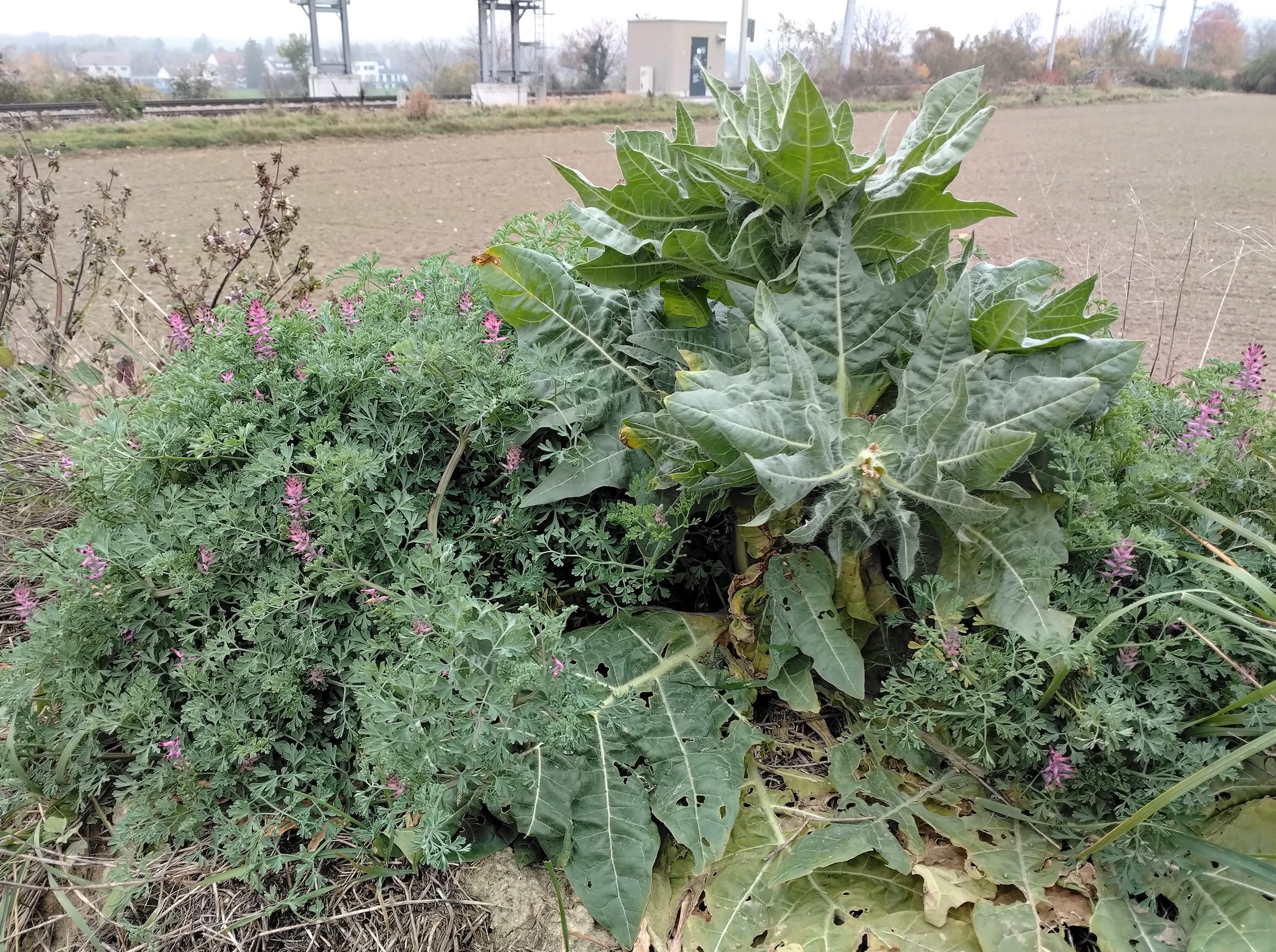 x donauländebahn oberlaa_20251101_113533.jpg