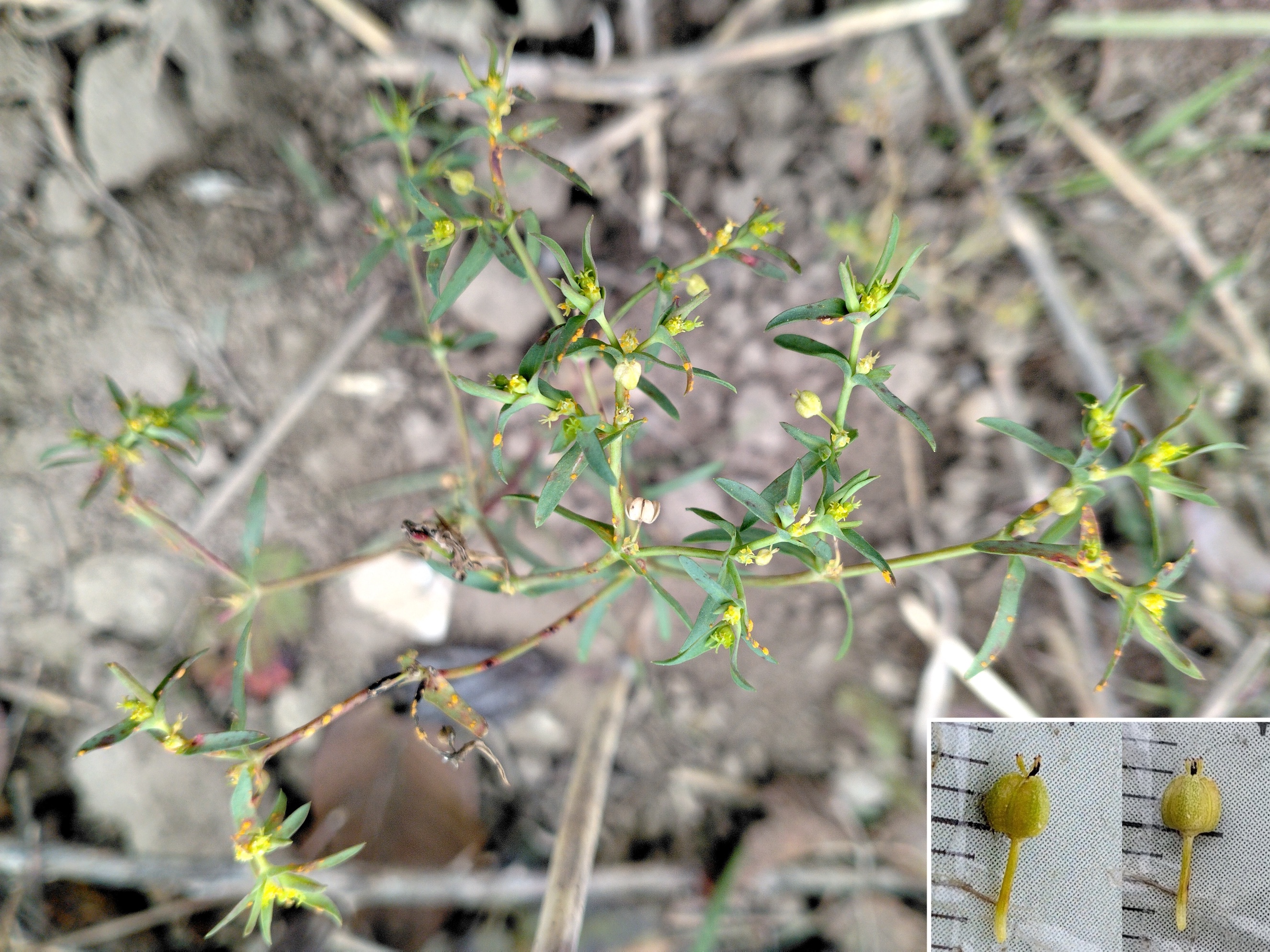 euphorbia exigua donauländebahn oberlaa_20251101_115228_1.jpg