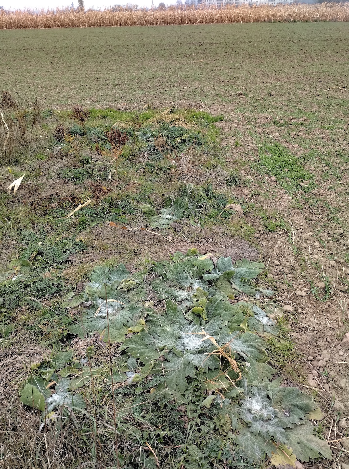 salvia aethiopis donauländebahn oberlaa_20251101_121248.jpg