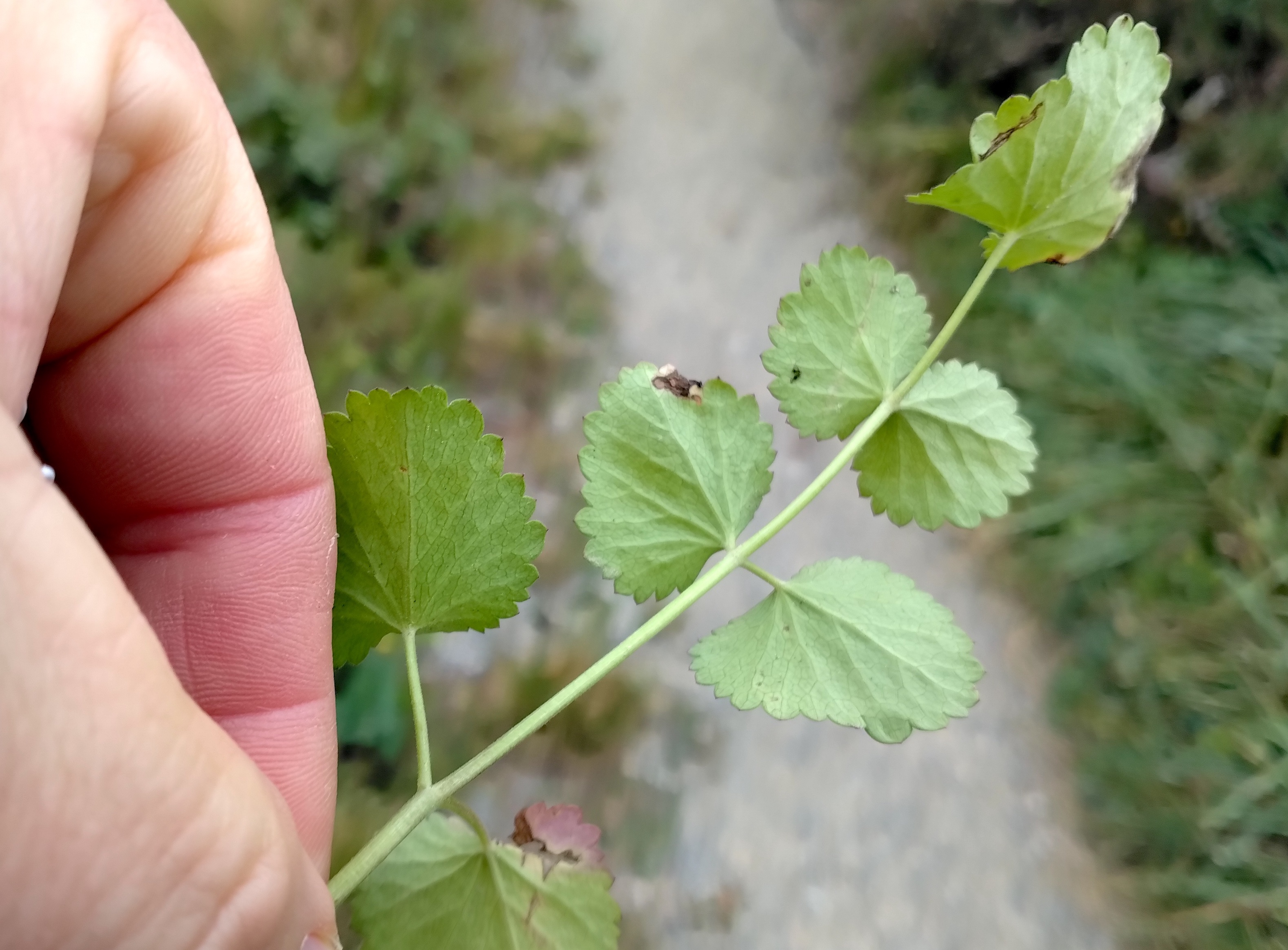 cf. pimpinella peregrina donauländebahn oberlaa_20251101_122453.jpg