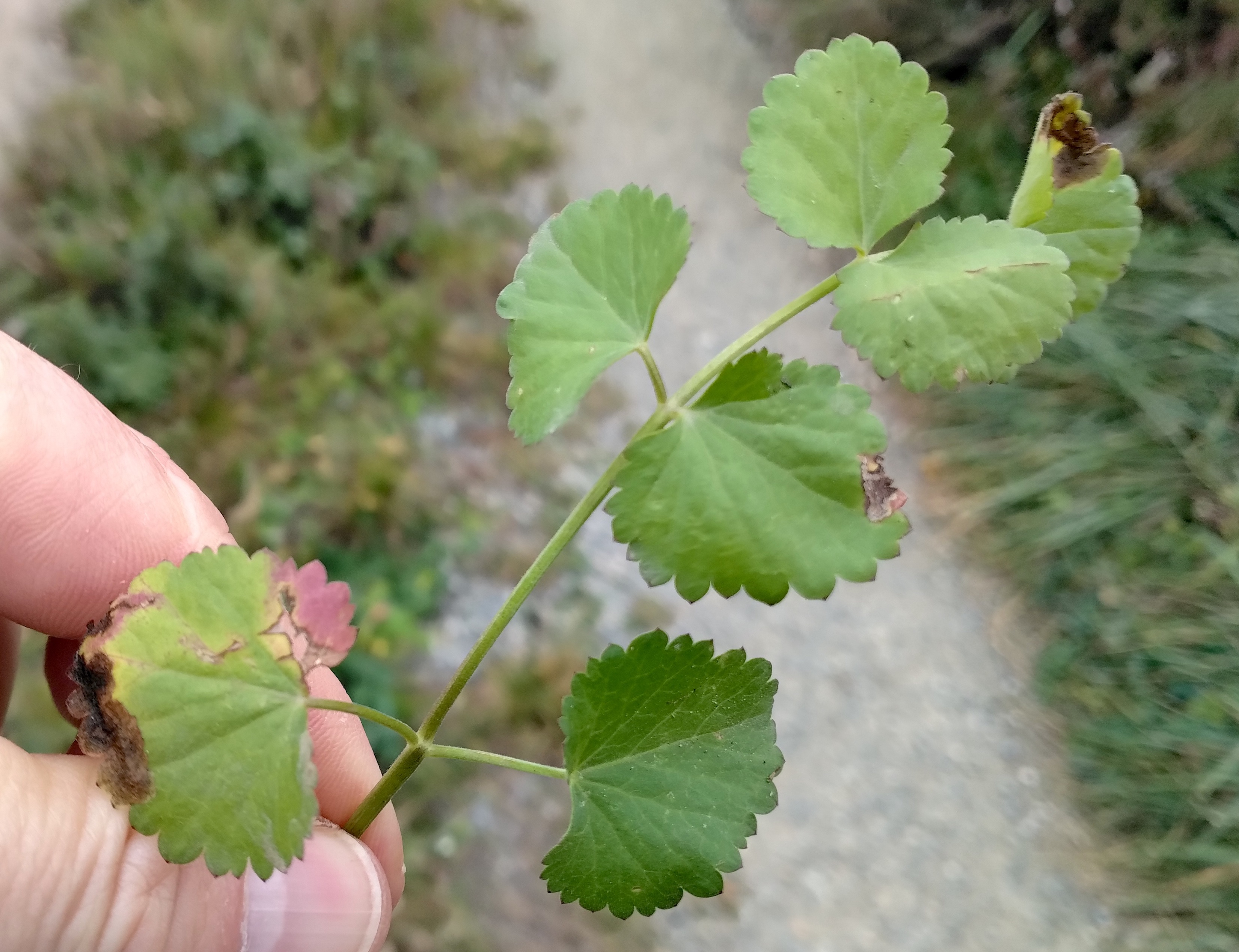 cf. pimpinella peregrina donauländebahn oberlaa_20251101_122450.jpg