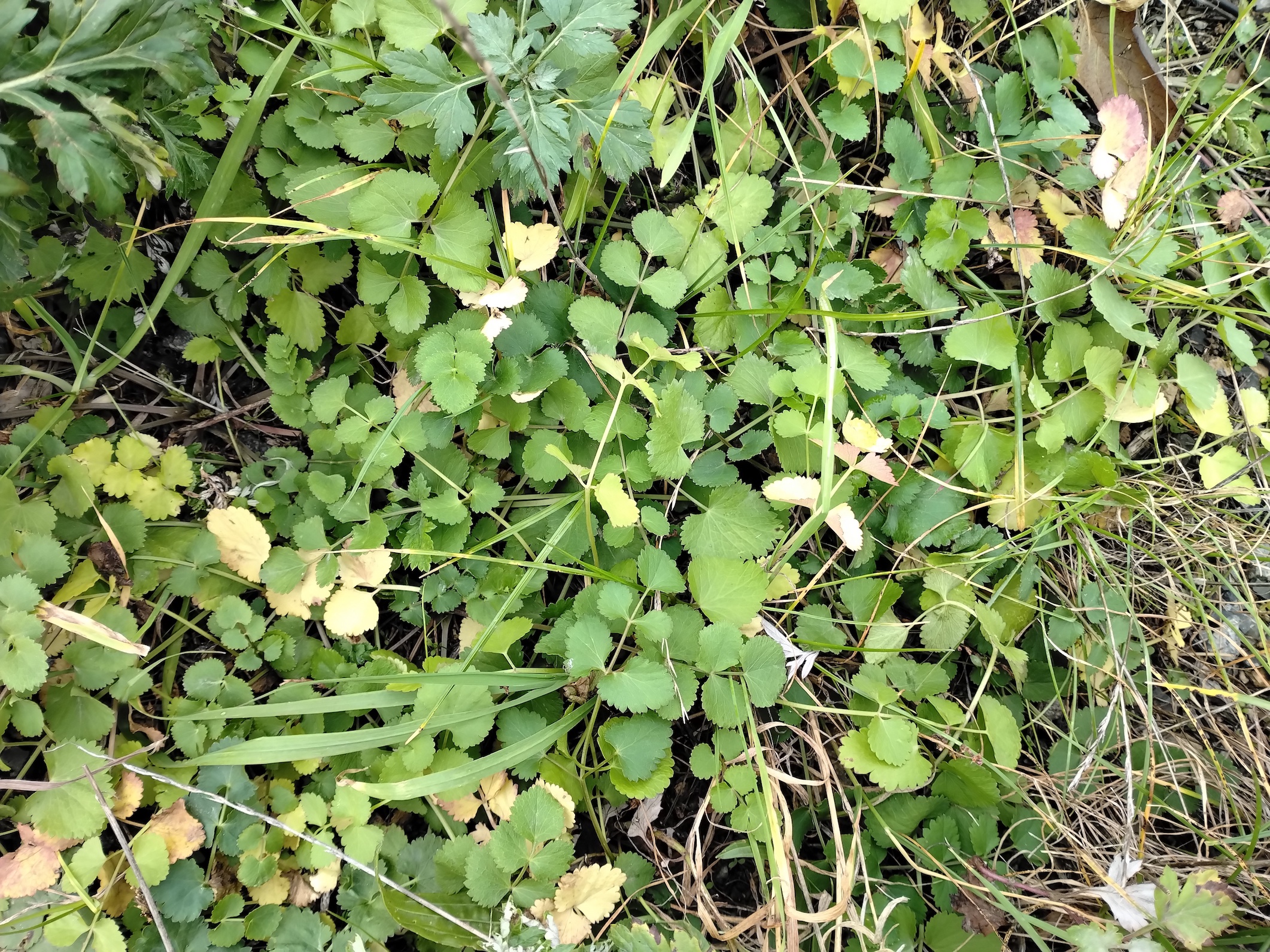 cf. pimpinella peregrina donauländebahn oberlaa_20251101_122427.jpg