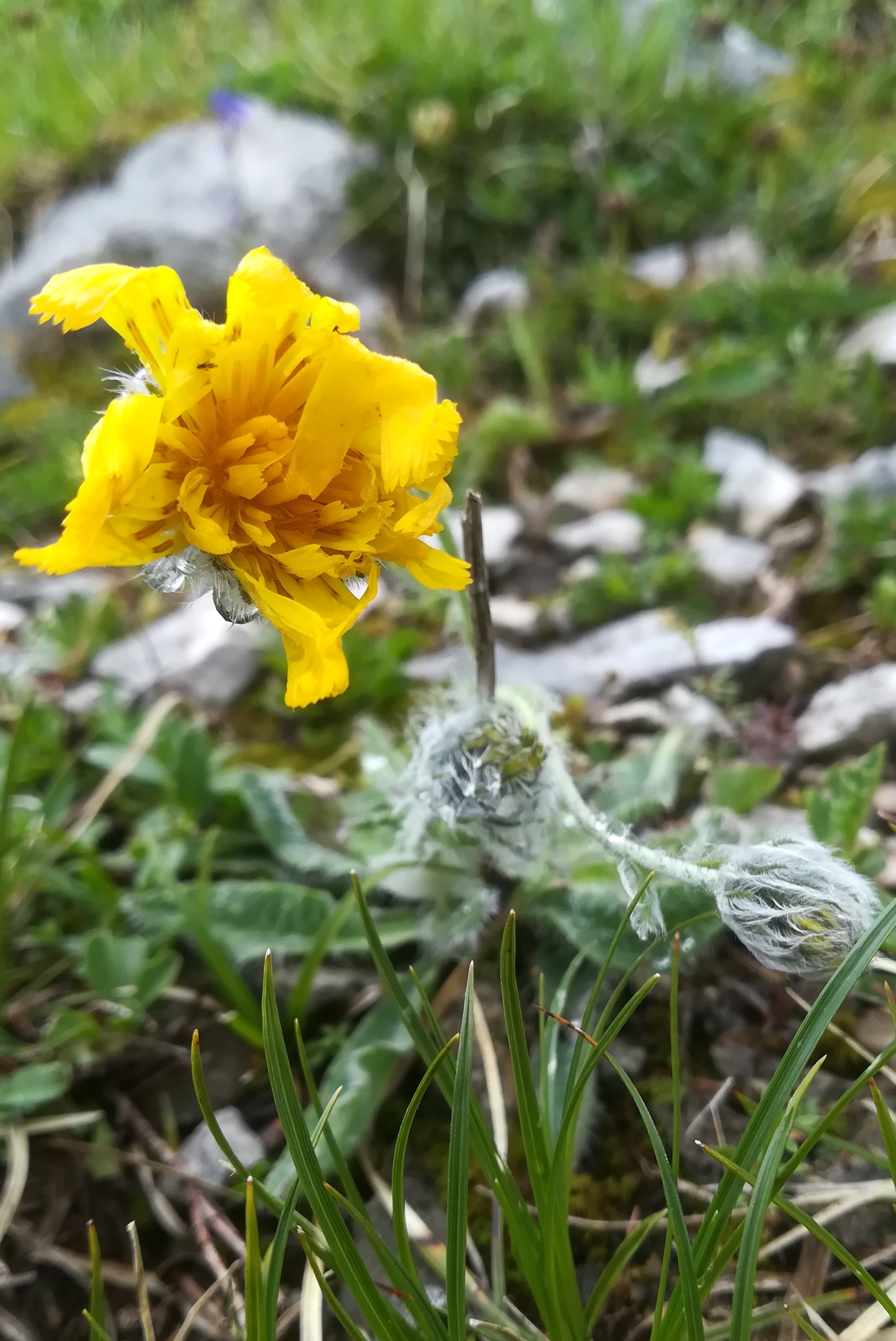 cf. hieracium sp. schneeberg losenheim - ochsenboden_20180615_130817.jpg