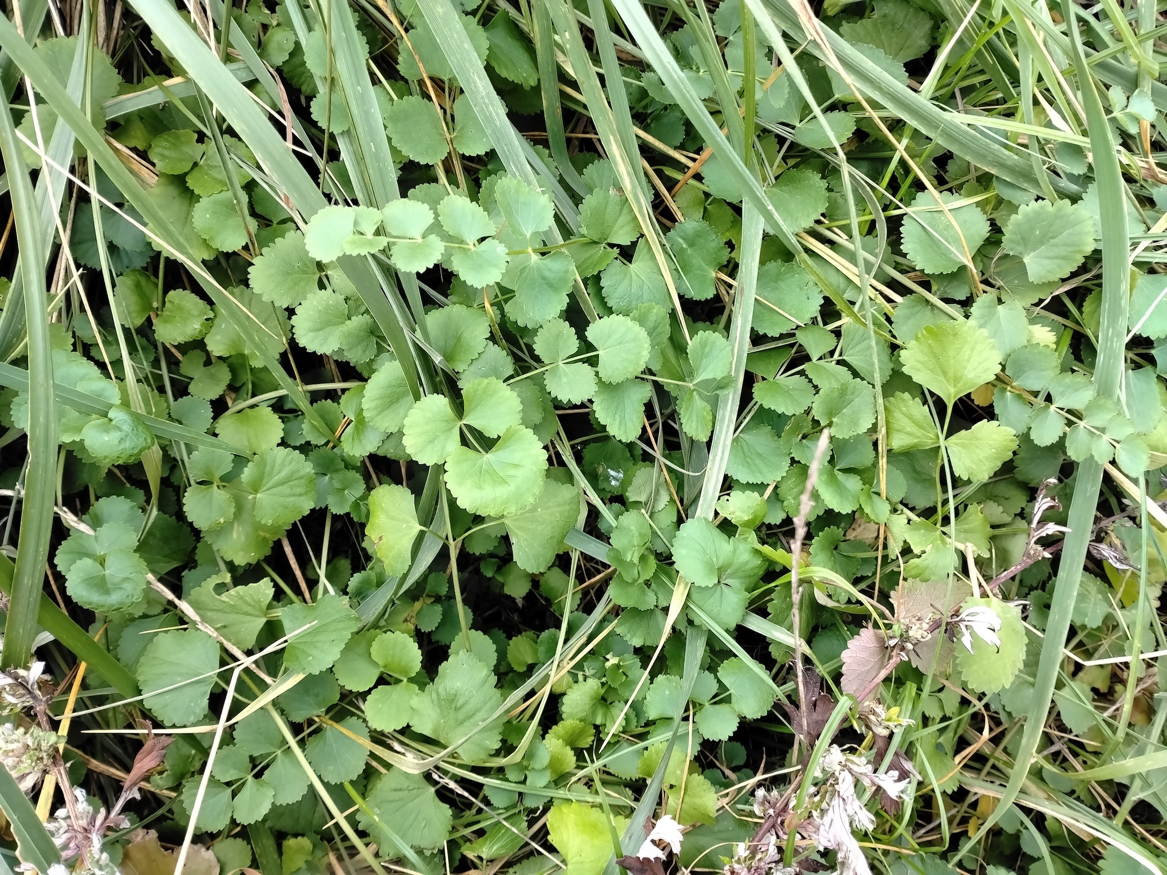 cf. pimpinella peregrina donauländebahn oberlaa_20251101_122420.jpg