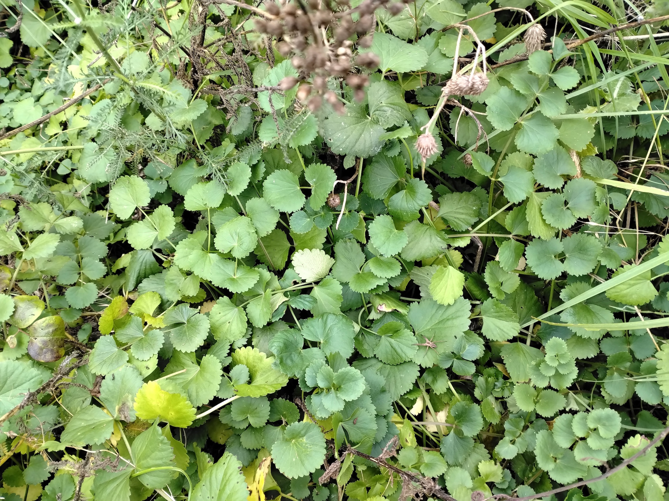 cf. pimpinella peregrina donauländebahn oberlaa_20251101_122413.jpg