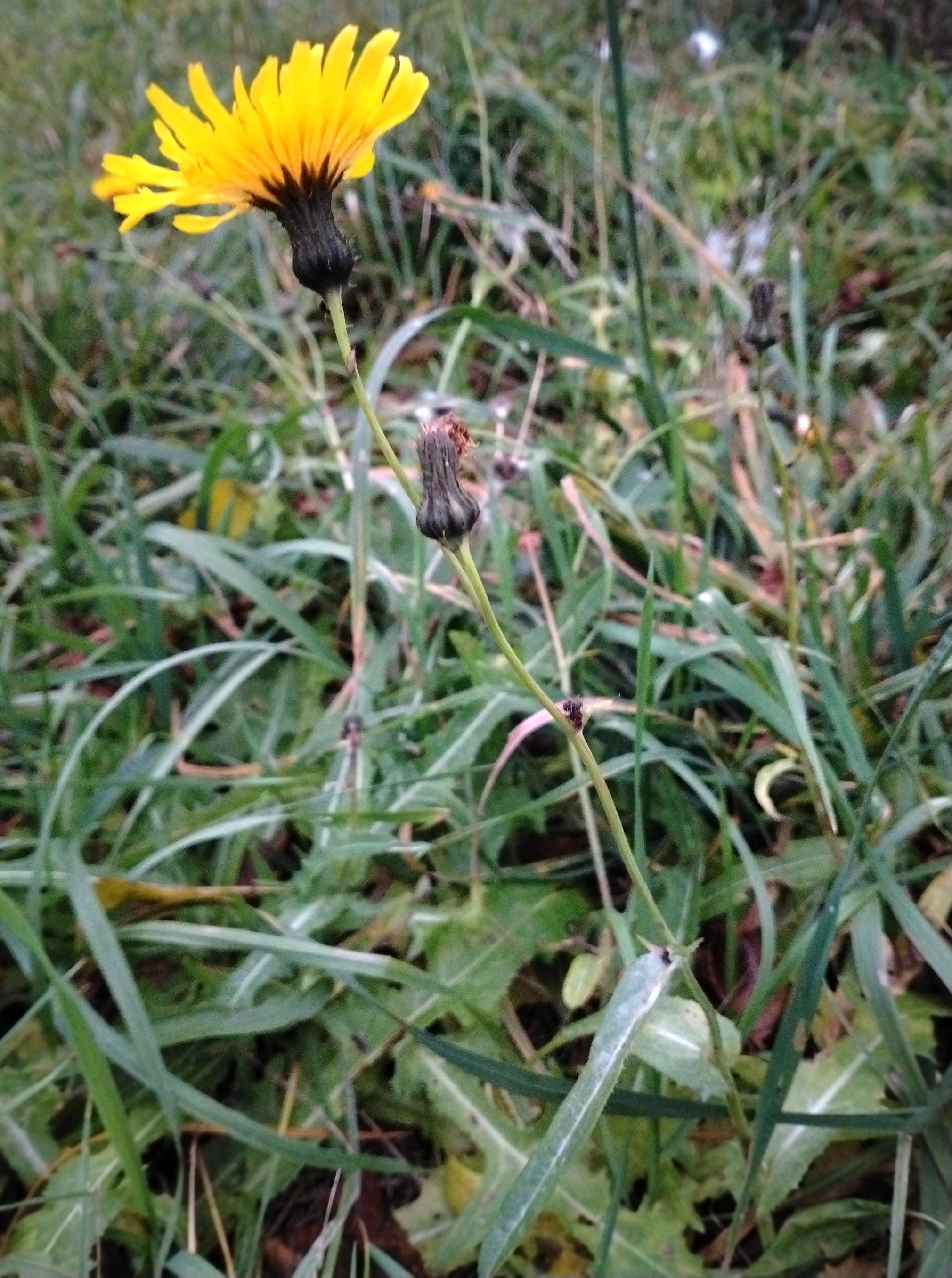 sonchus arvensis abért-seen kőszeg ungarn _20251108_163512_1.jpg