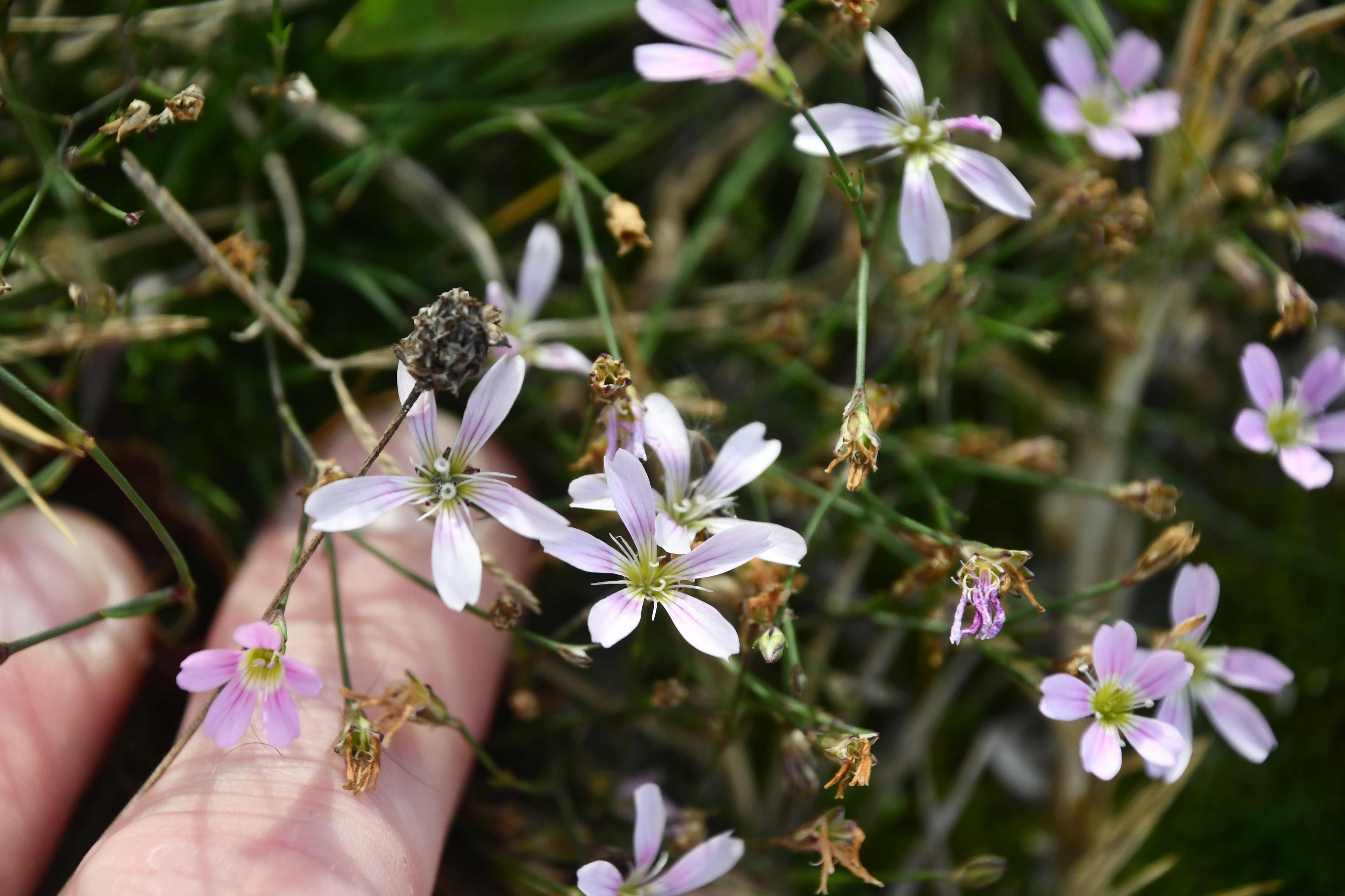 Zicksee - 30102025 - (551) - Petrorhagia saxifraga - Felsennelke.JPG