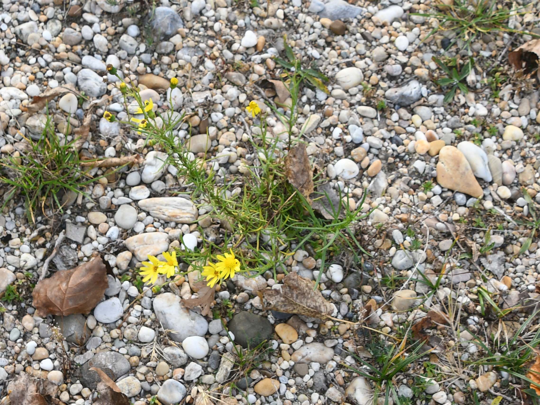 Zicksee - 30102025 - (518) - Senecio inaequidens - Schmalblättriges Greiskraut.JPG