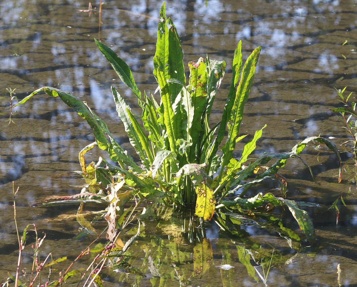 Rumex.  .St-Tobis.b.Preding . 12.Okt.25.JPG