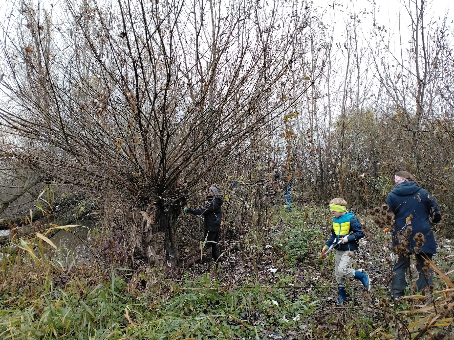 pflegeeinsatz NSG pischelsdorfer fischawiesen gramatneusiedl_20251115_102250.jpg