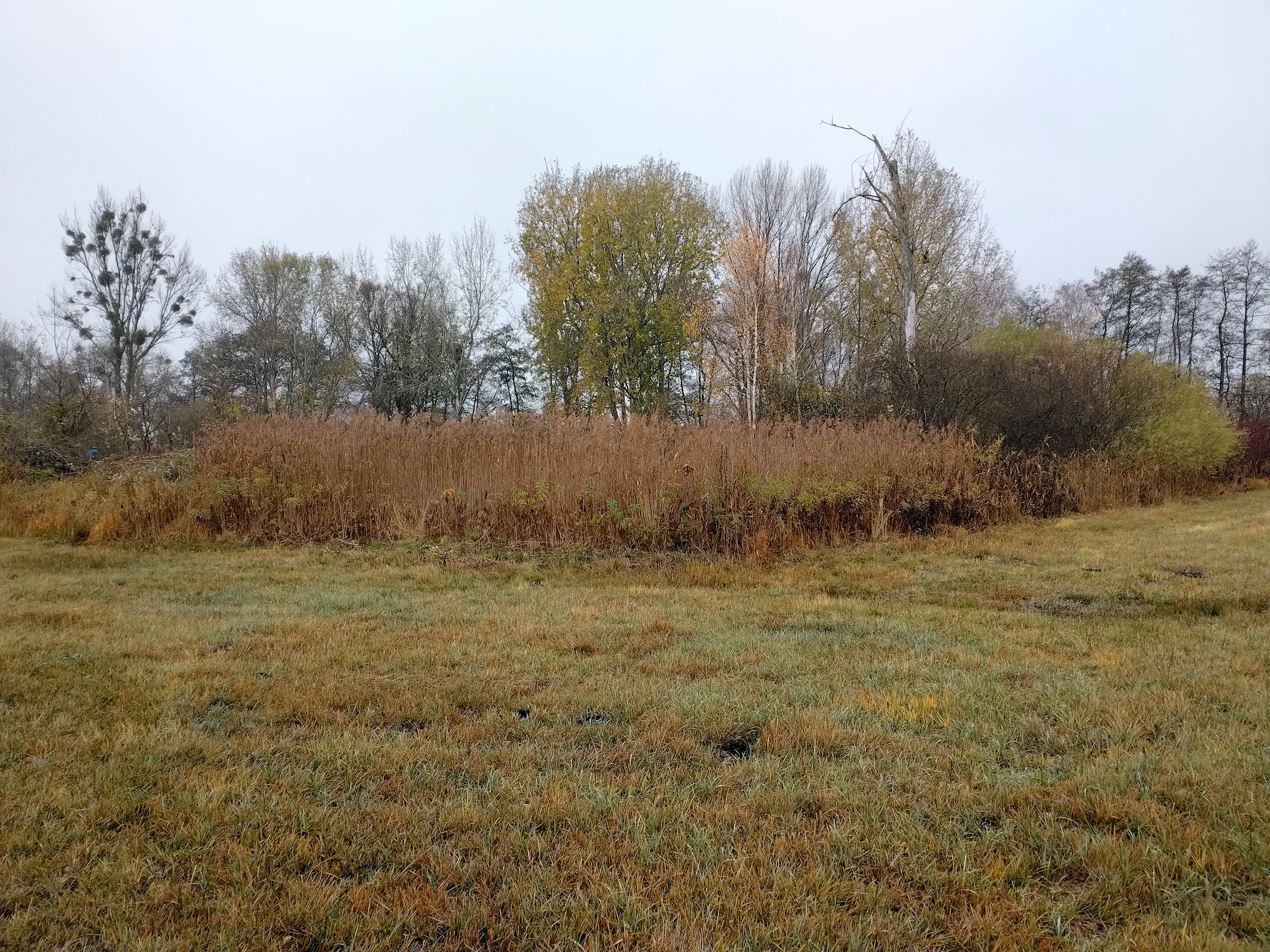 pflegeeinsatz NSG pischelsdorfer fischawiesen gramatneusiedl_20251115_113342.jpg