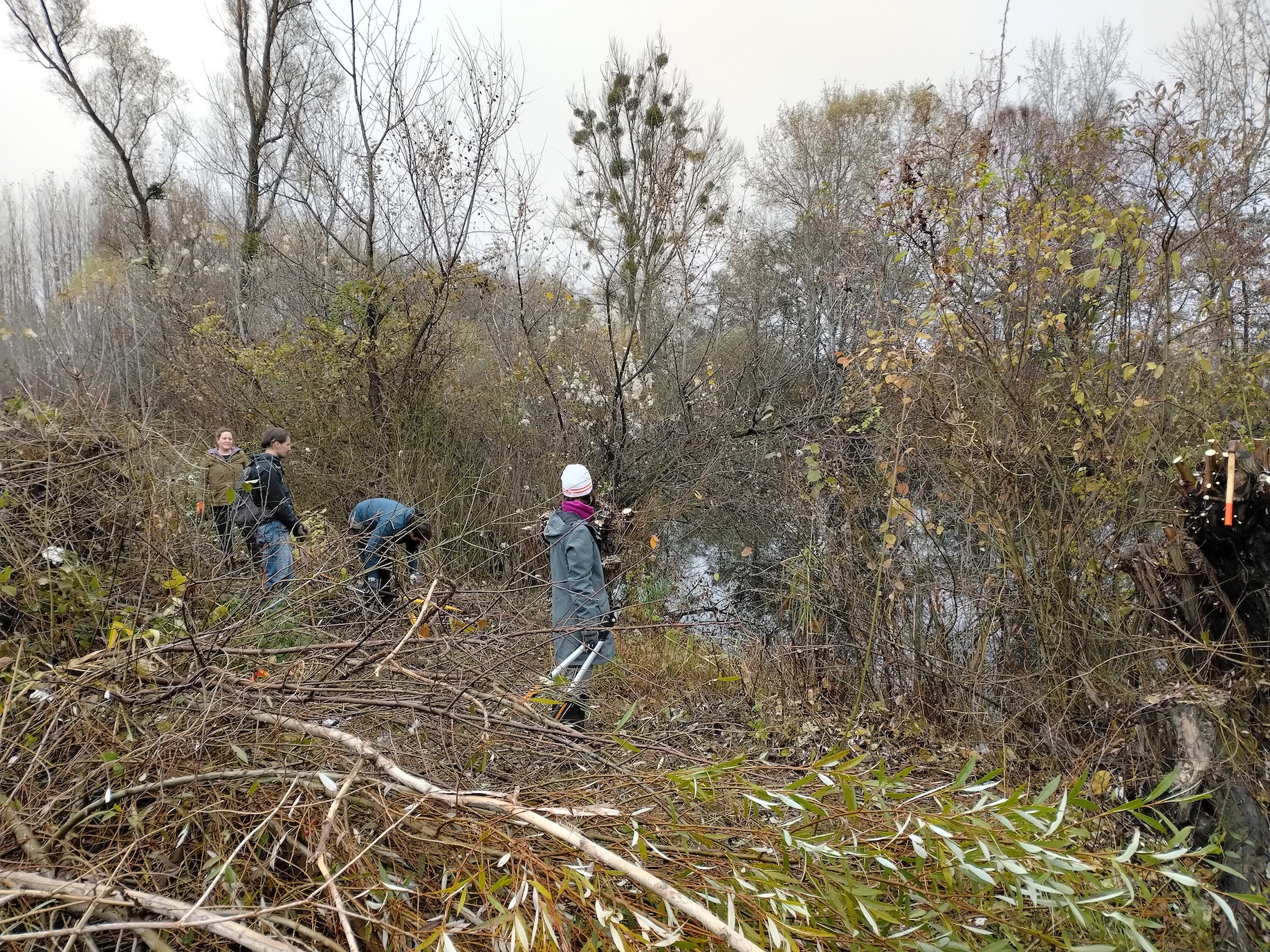 pflegeeinsatz NSG pischelsdorfer fischawiesen gramatneusiedl_20251115_113431.jpg