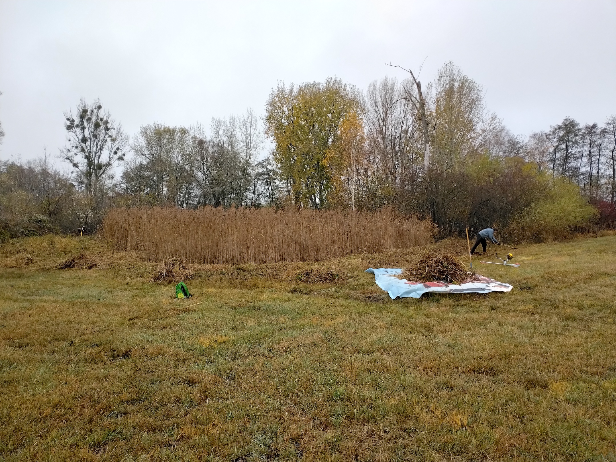 pflegeeinsatz NSG pischelsdorfer fischawiesen gramatneusiedl_20251115_121506.jpg