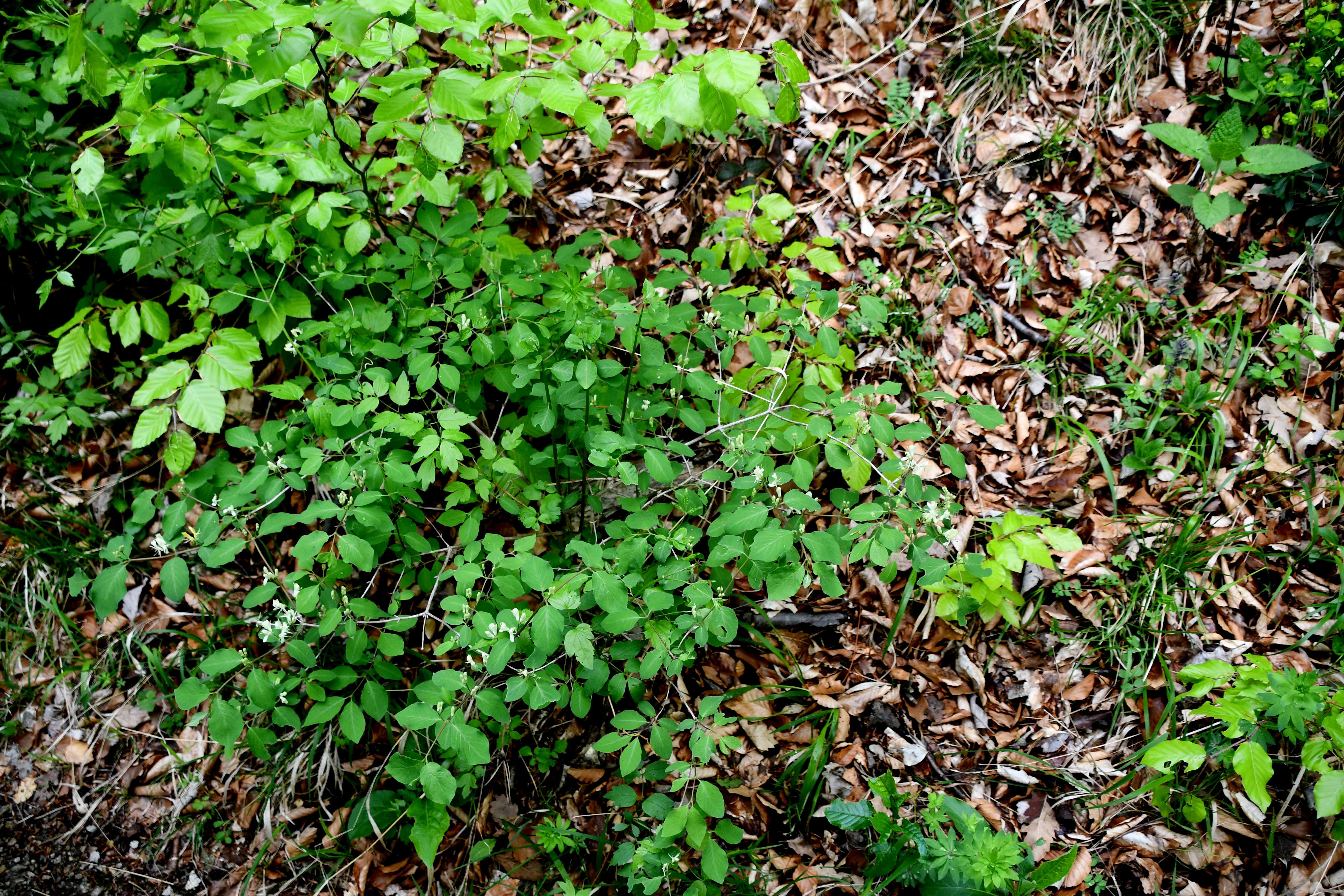 Kaltenl - 26042025 - (271) -.JPG