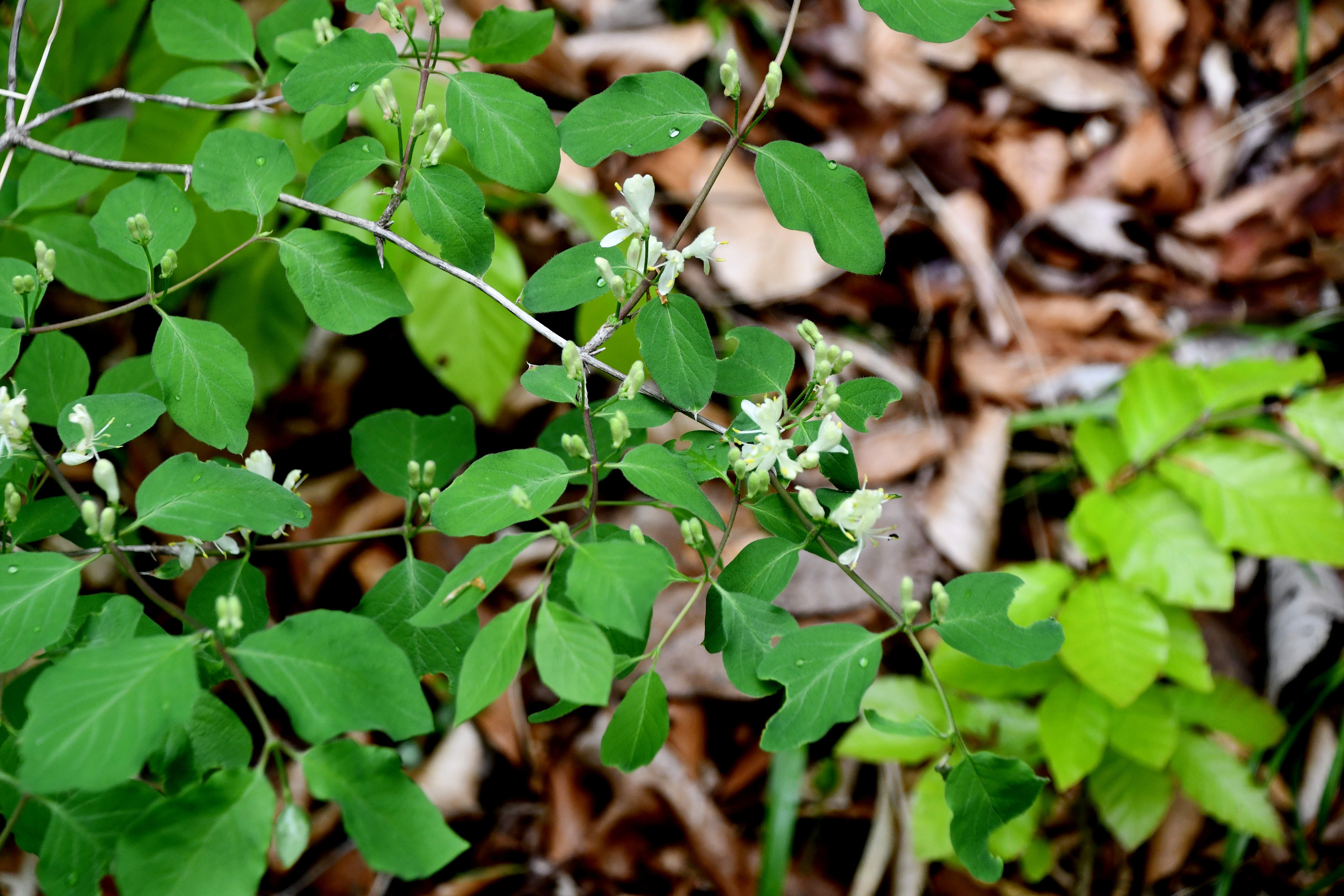 Kaltenl - 26042025 - (272) -.JPG