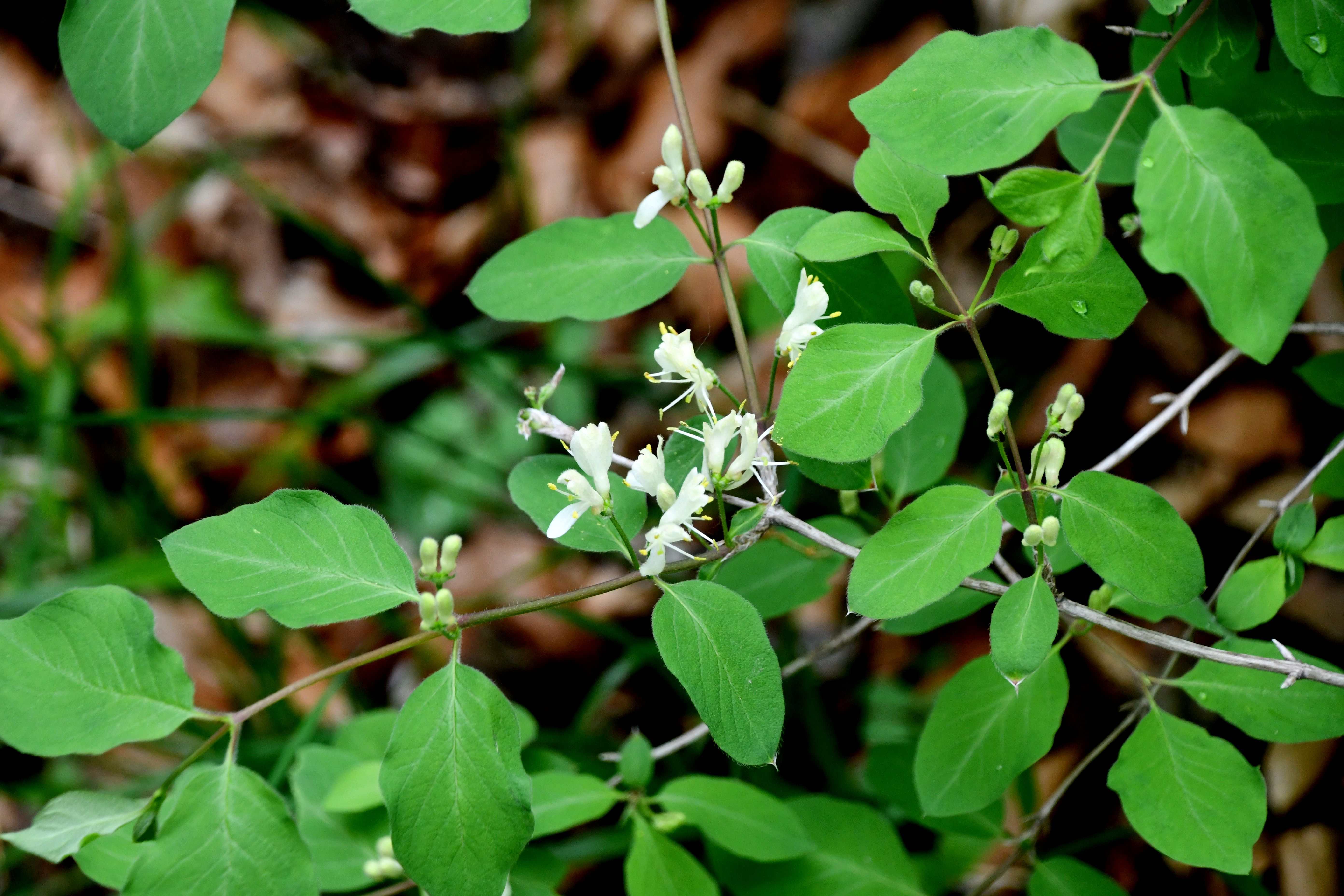 Kaltenl - 26042025 - (273) - Lonicera xylosteum.JPG