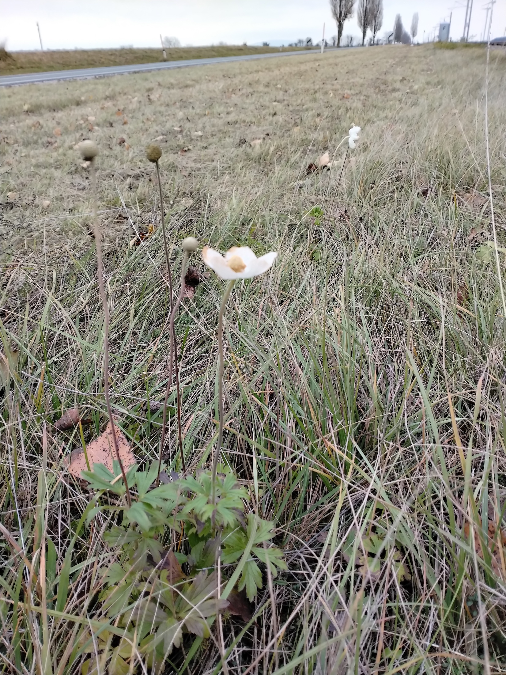 anemone sylvestris E bhf haslau_20251121_091420.jpg