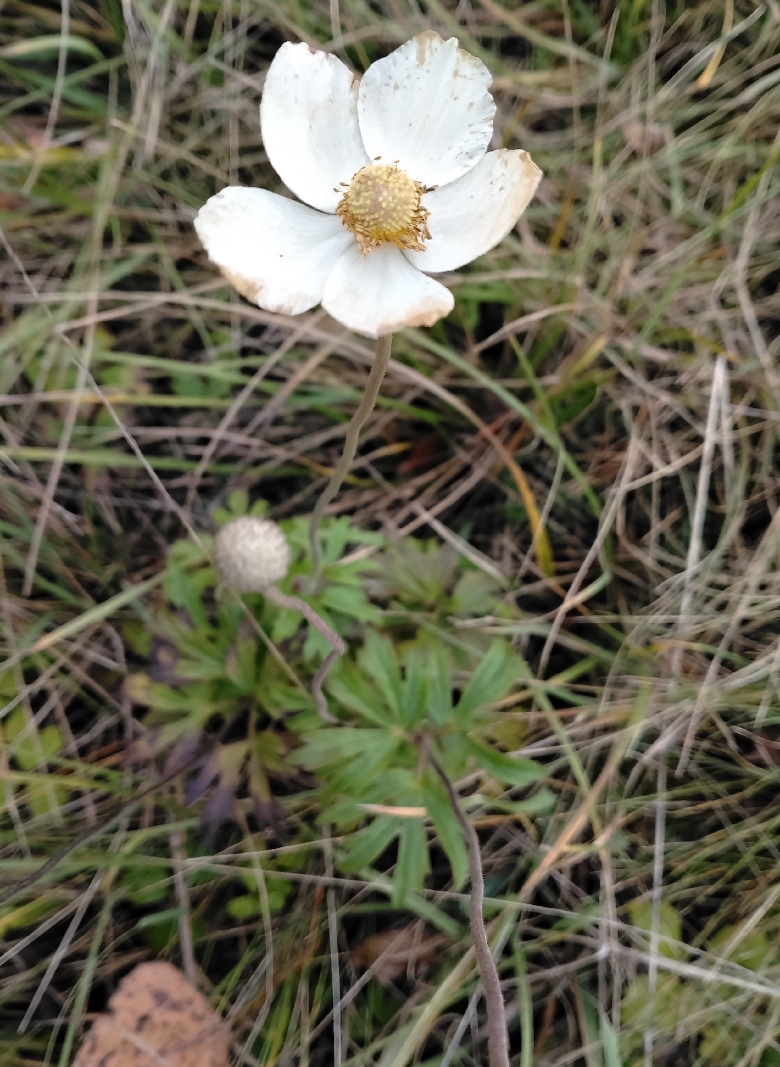 anemone sylvestris E bhf haslau_20251121_091512.jpg