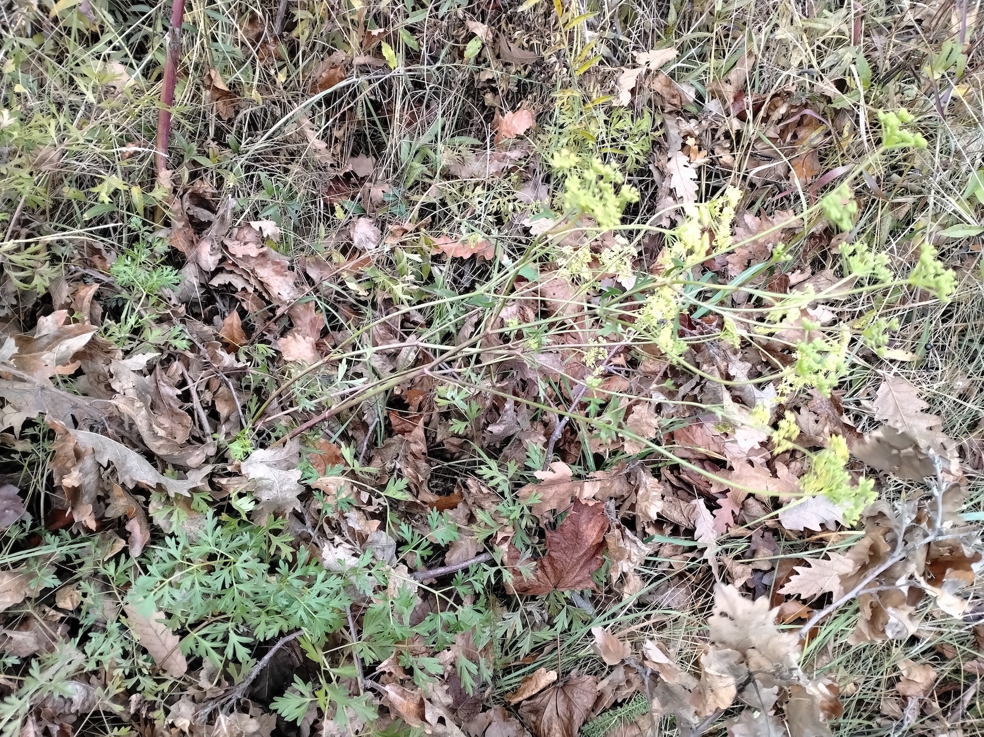 peucedanum alsaticum zw. maria ellender wald und haslau_20251121_095415.jpg