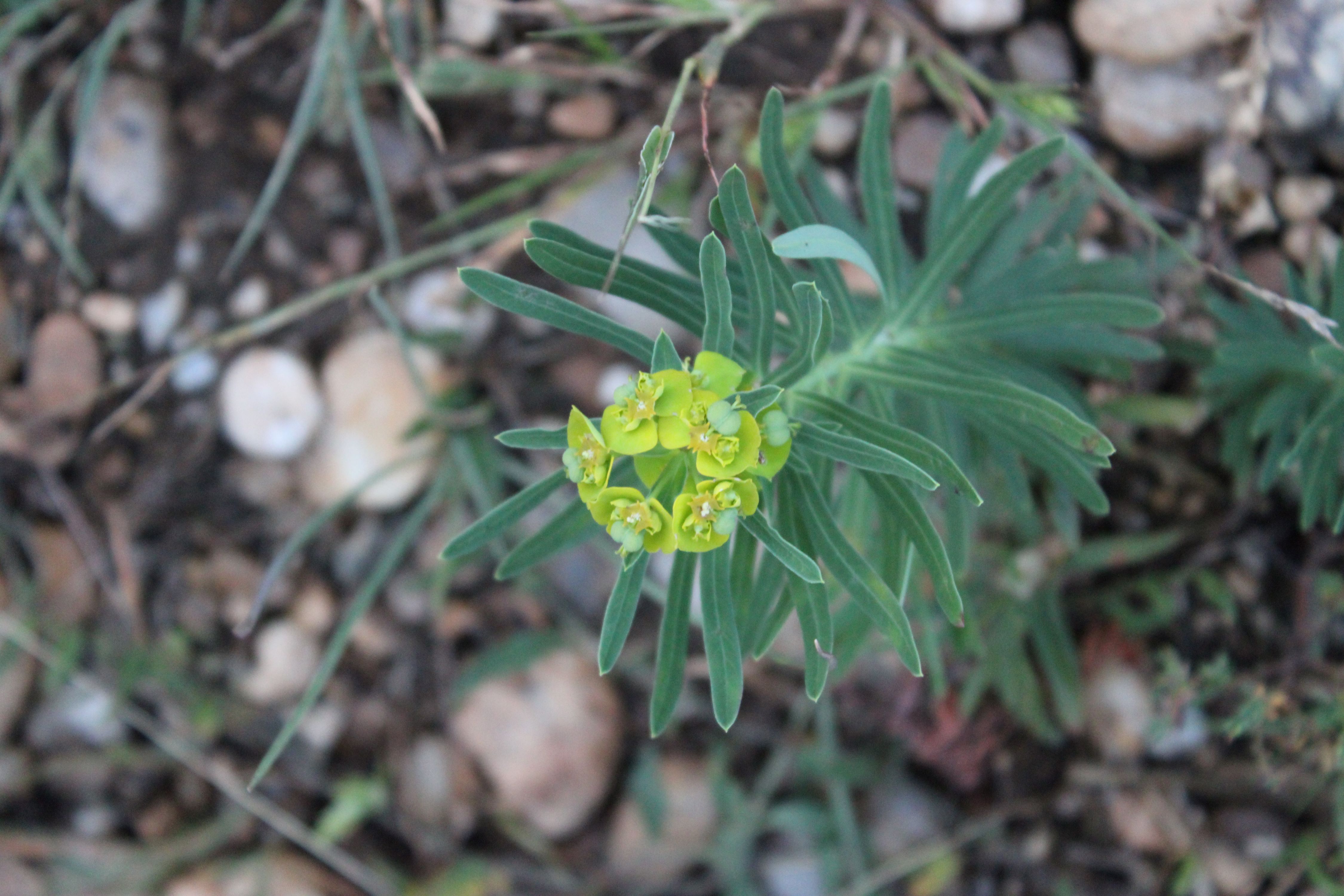 Euphorbia esula 08.JPG