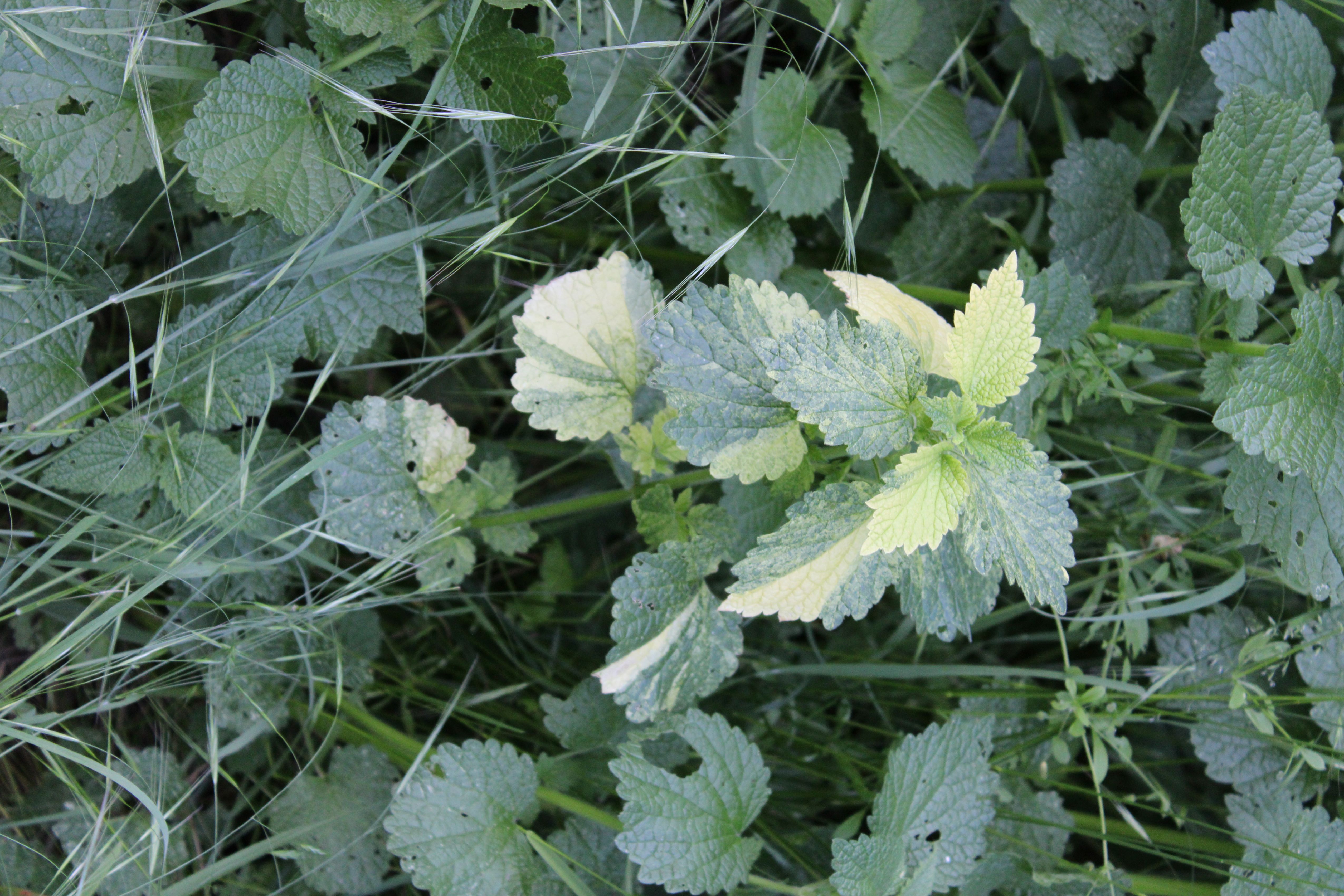 Mutierte Ballota 05.JPG