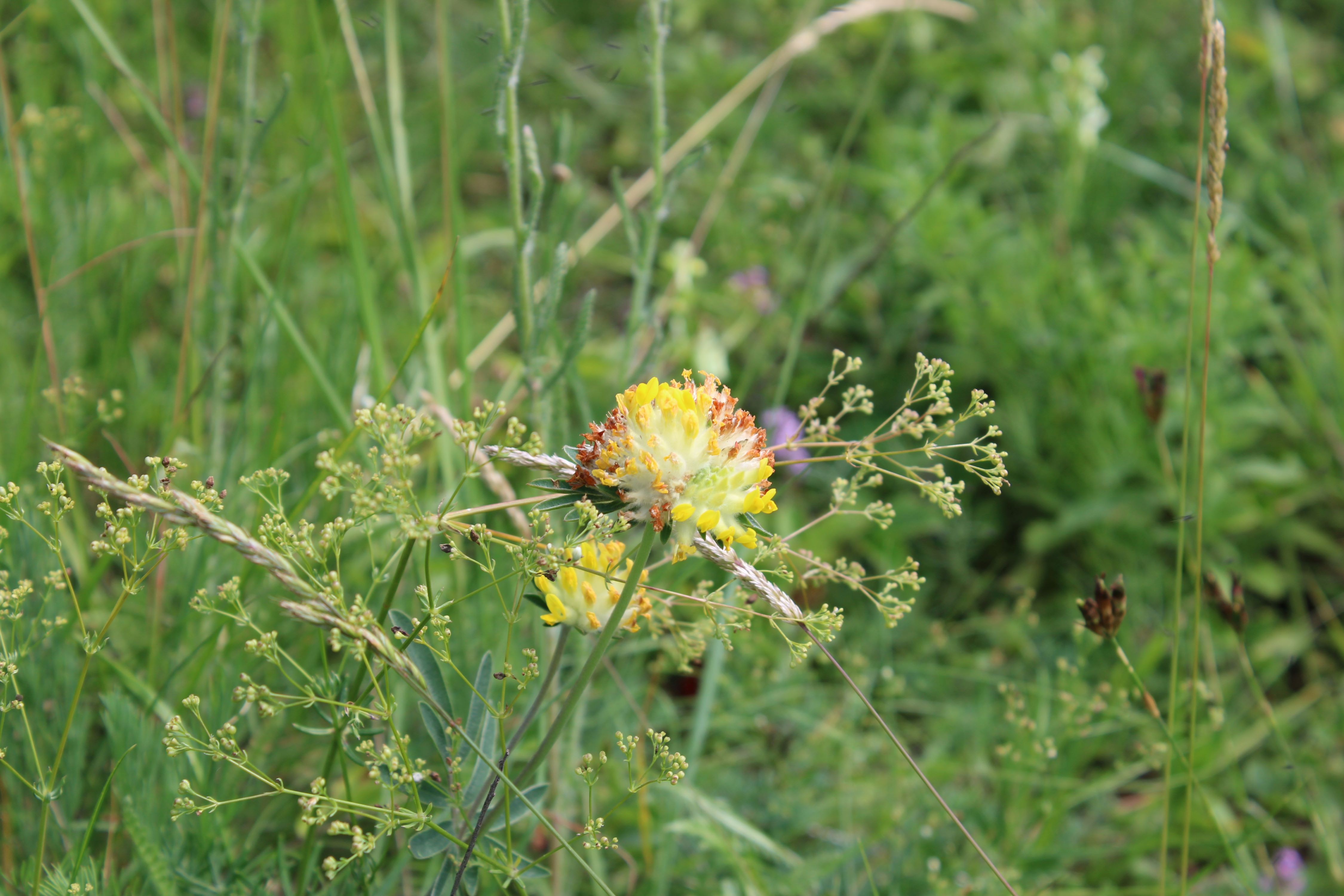 ssp. polyphylla 06.JPG