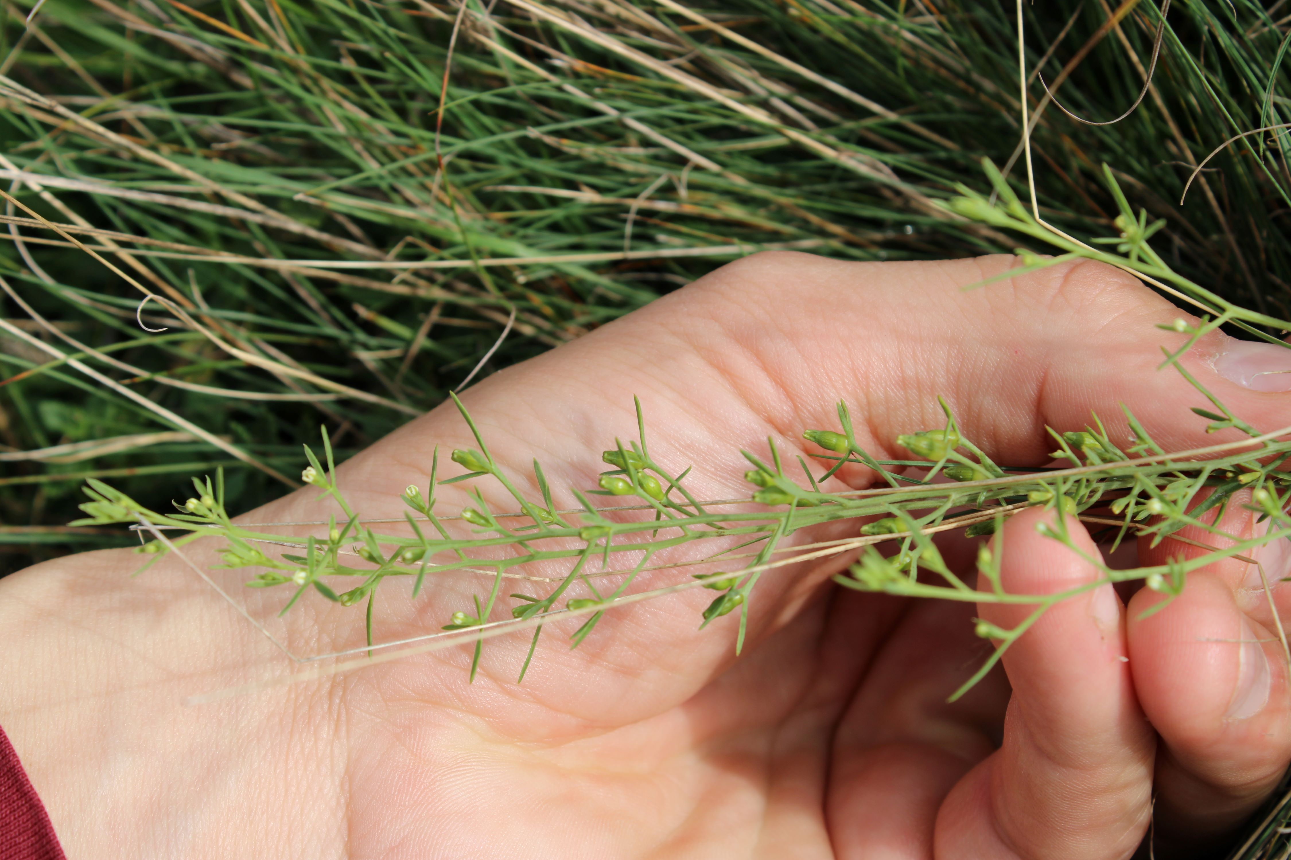 Thesium 06 Wartberg.JPG