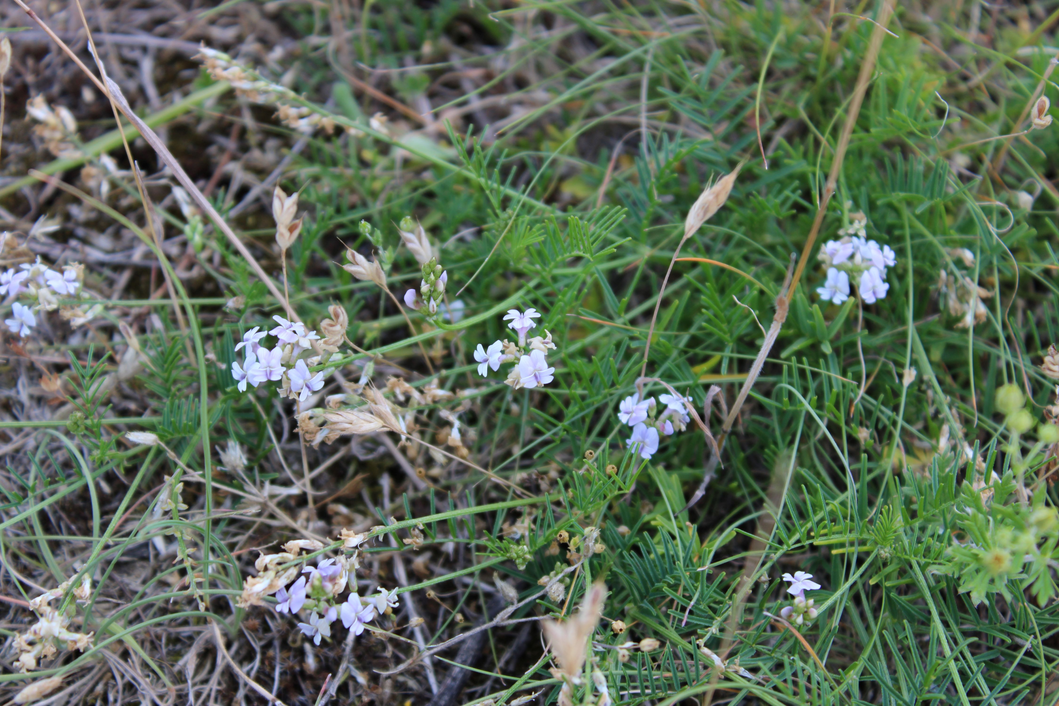 Astragalus austriacus.JPG