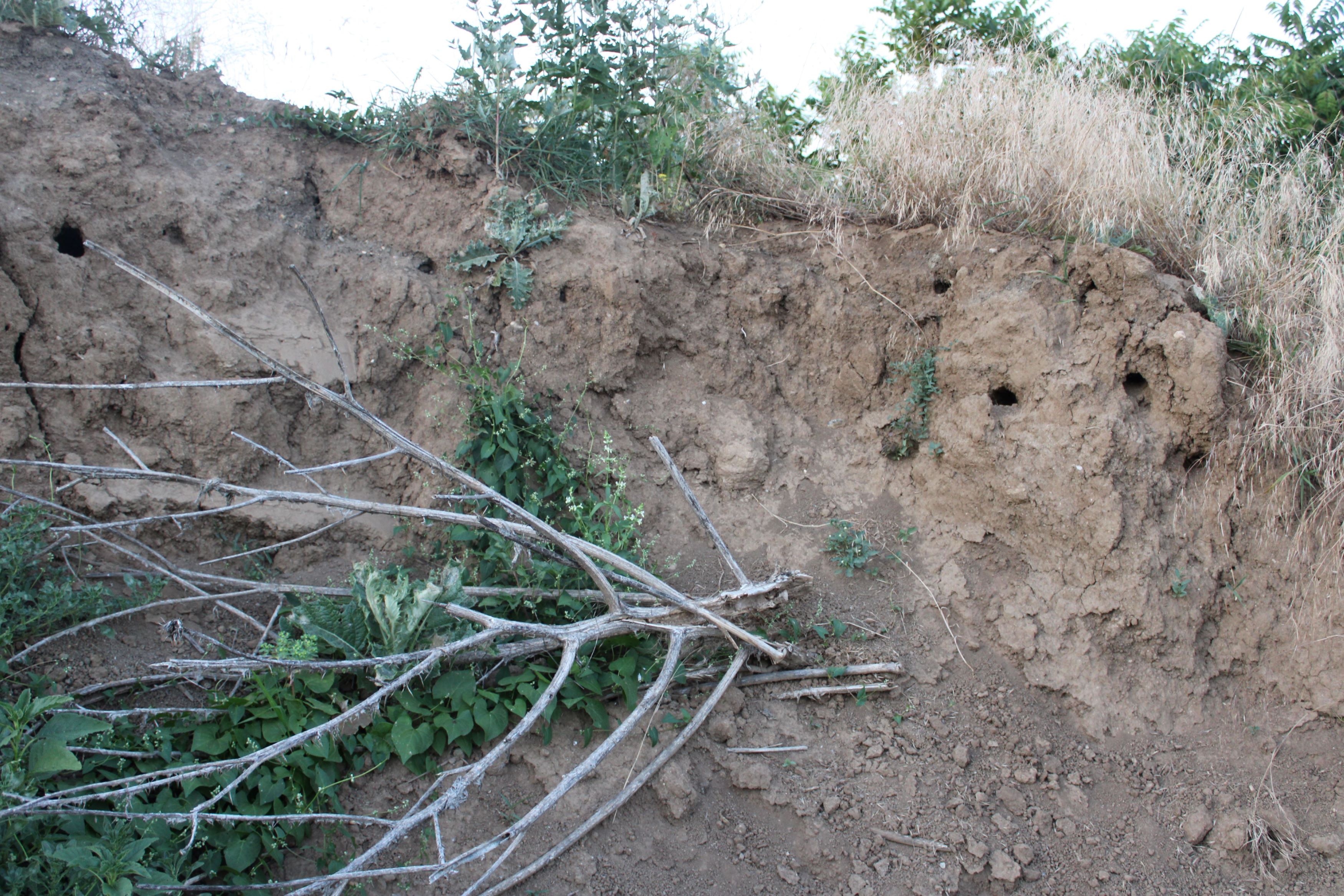 Bienfresserhöhlen 07.JPG