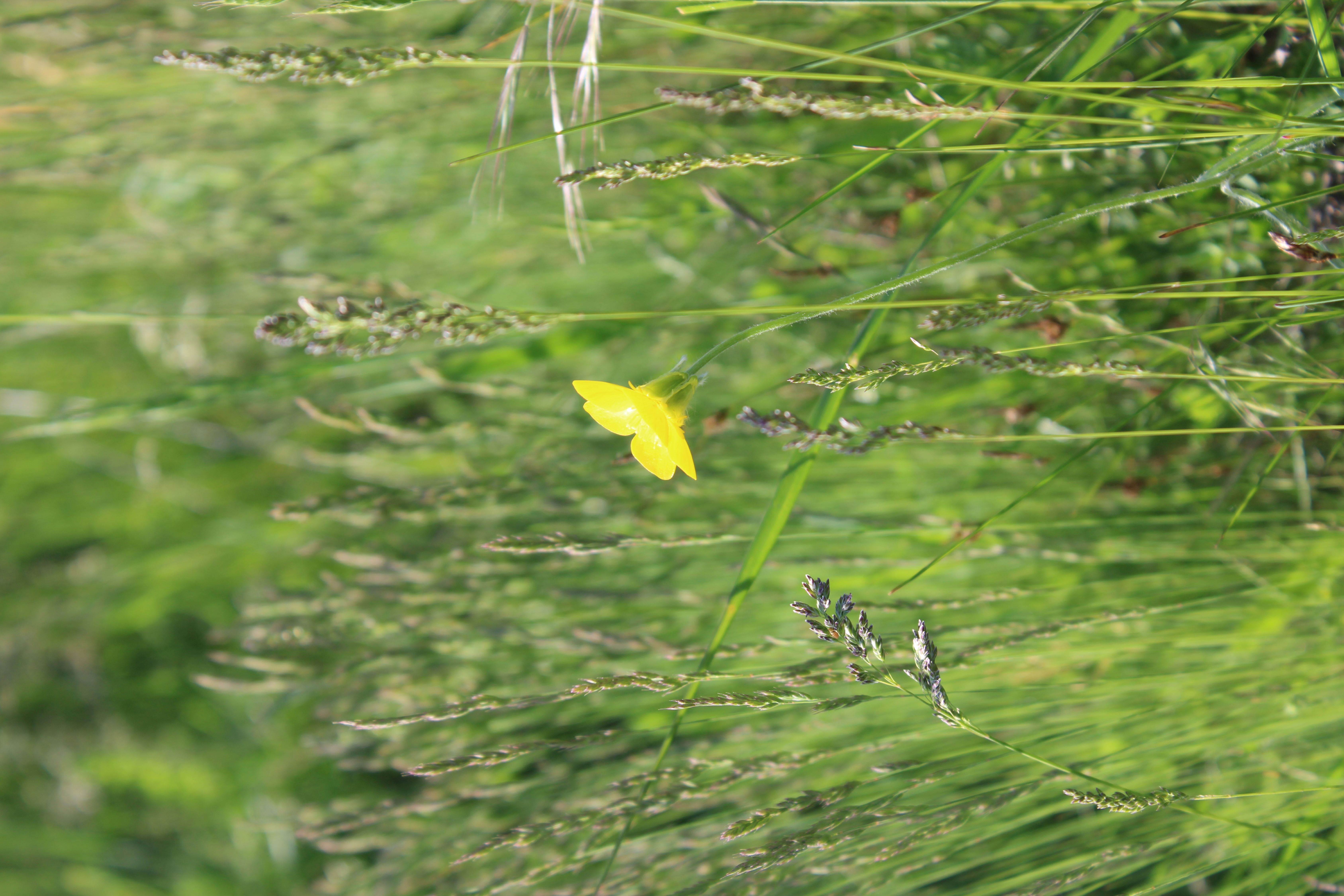 Ranunculus illyricus.JPG