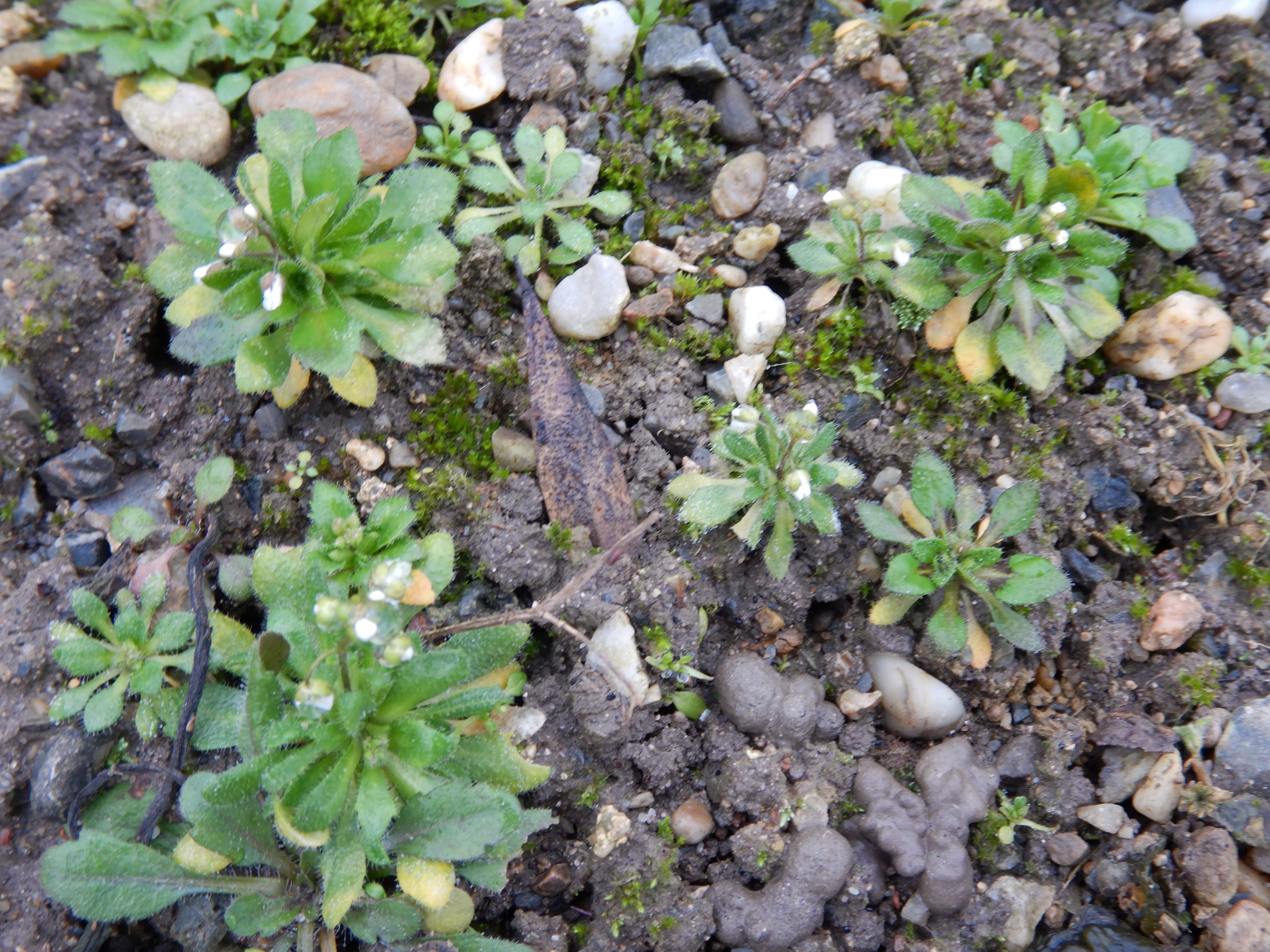 DSCN5364 2025-12-09 Phäno Draba verna agg..jpg