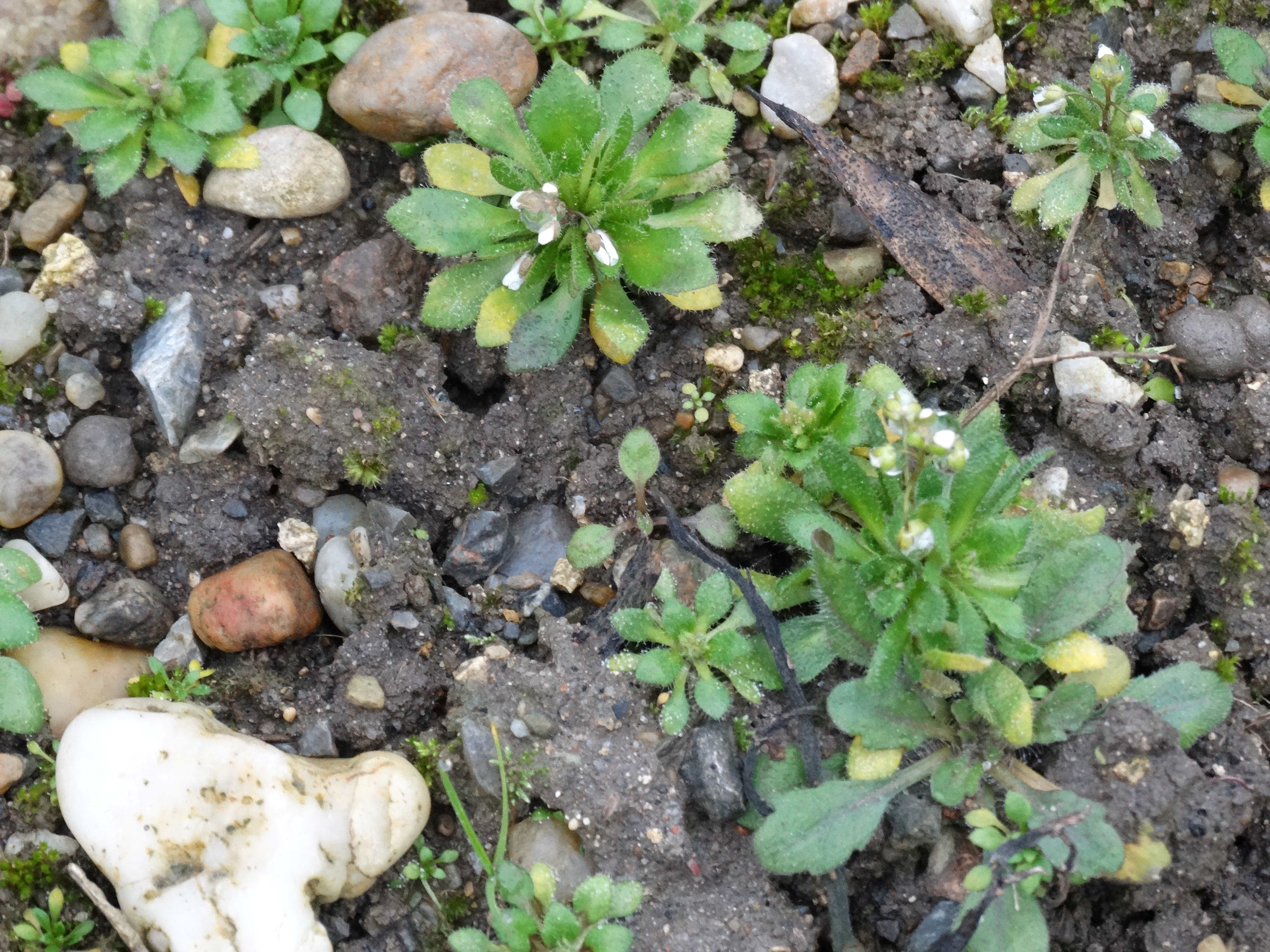 DSCN5121 2025-12-09 Phäno Draba verna agg..jpg