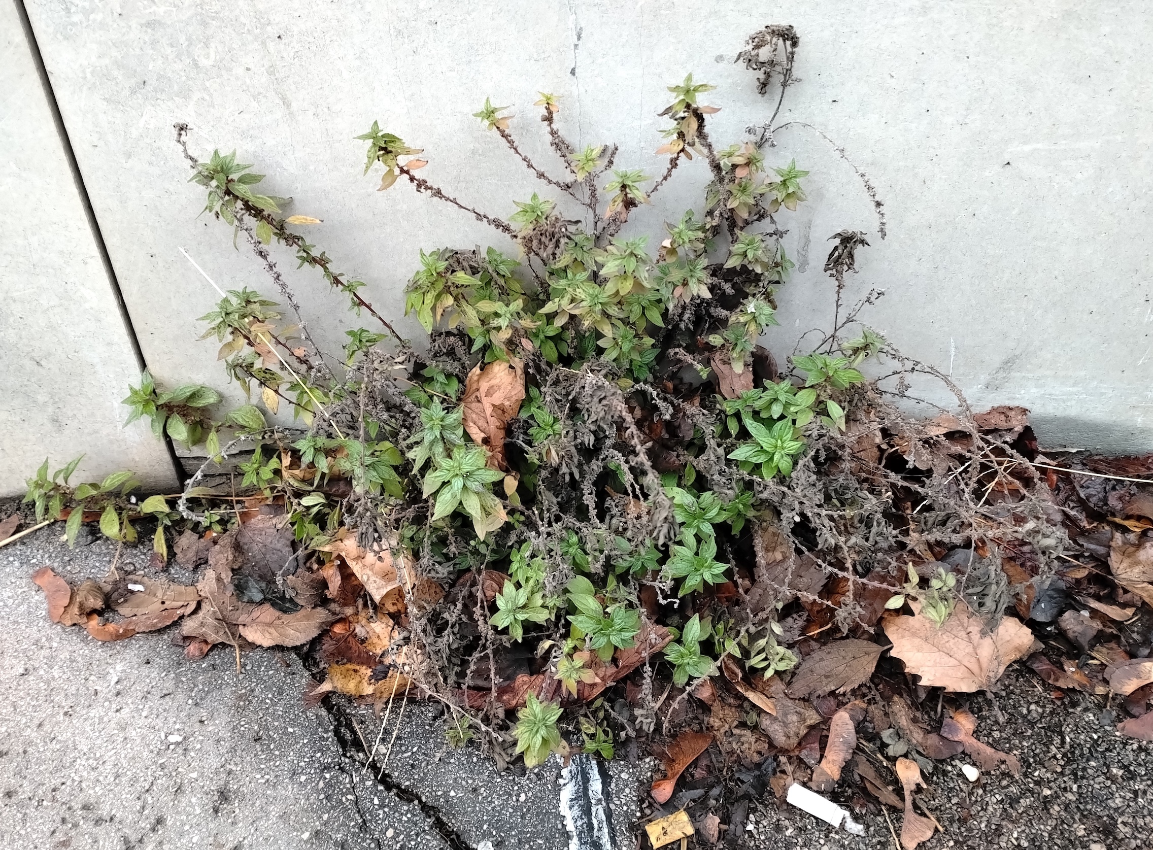 parietaria judaica landstraßer gürtel höhe alpengarten_20251225_095343.jpg