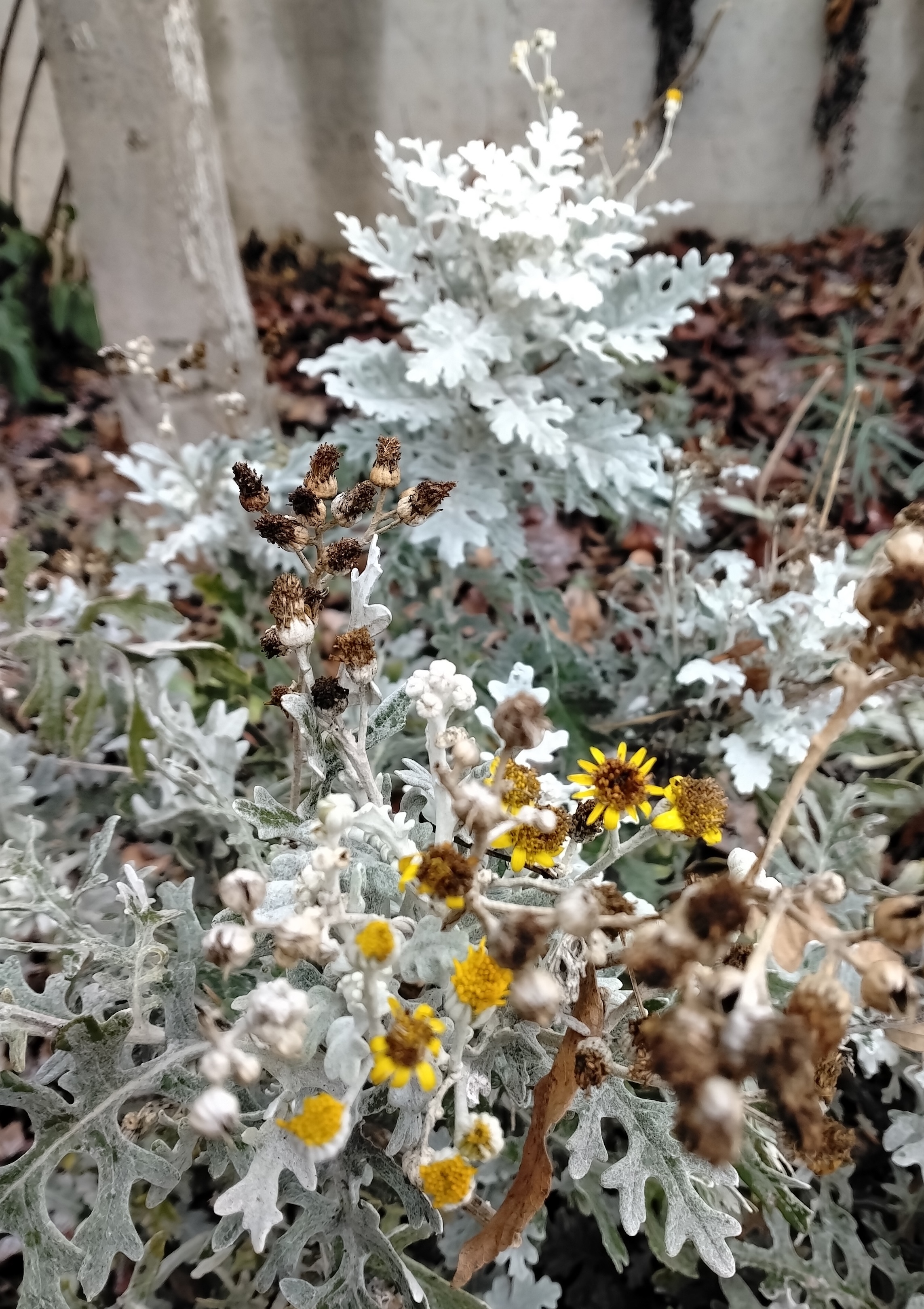 senecio maritima kult. arsenal lilienthalgasse_20251225_104051.jpg