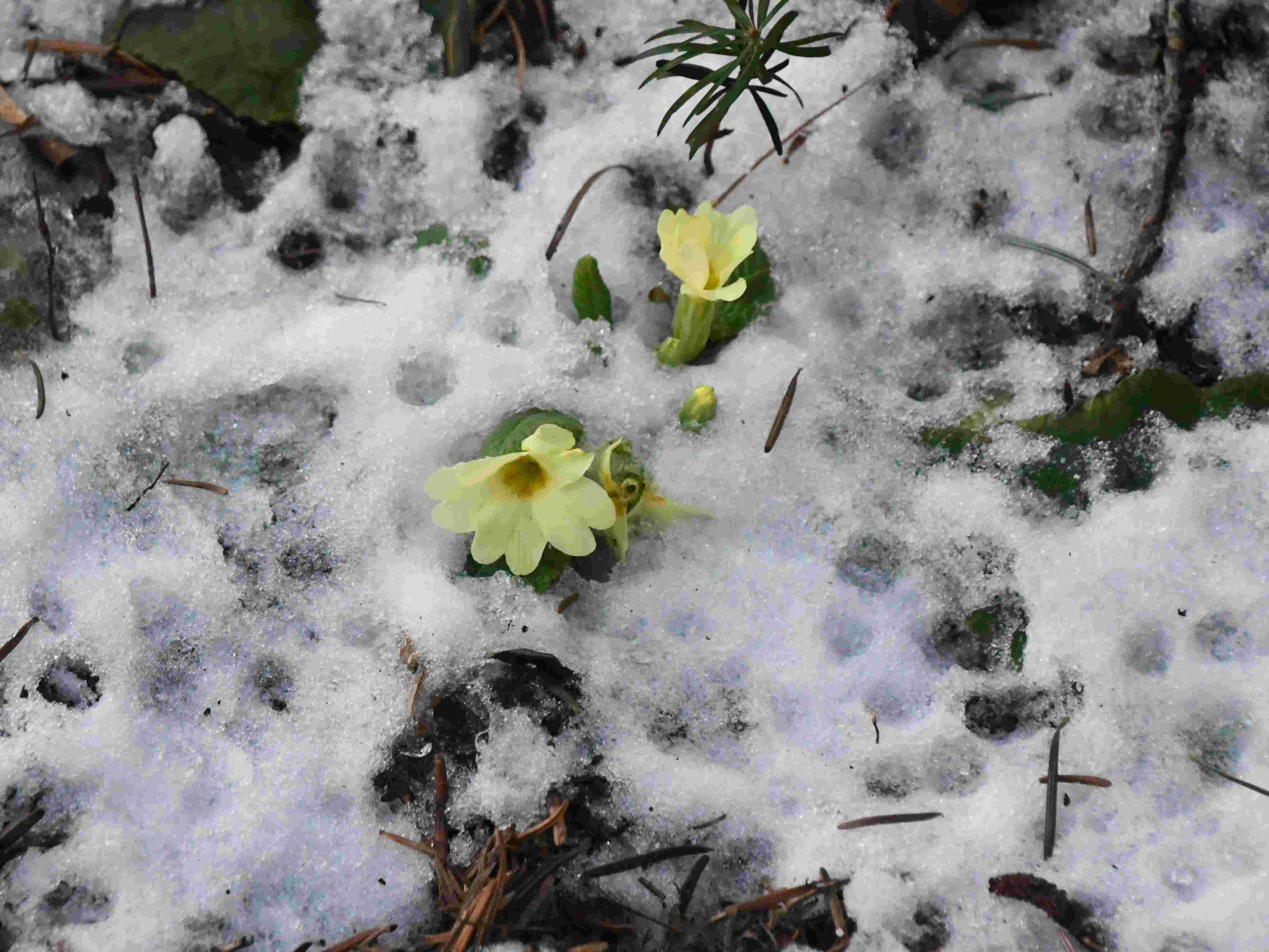Gmd WW - 29122025 - (23) - Primula vulgaris.jpg