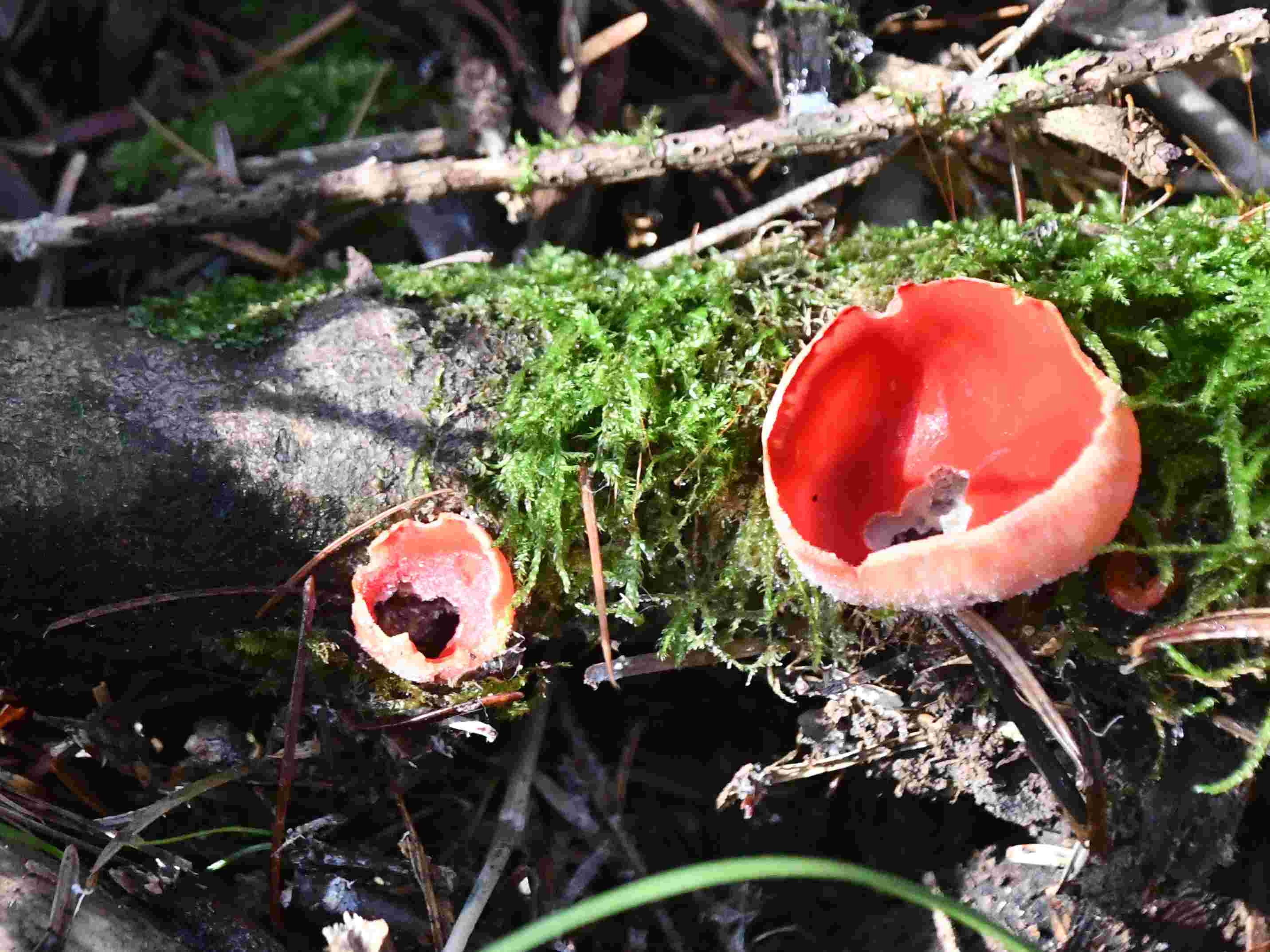 Gmd WW - 29122025 - (15) - Sarcoscypha sp- Prachtbecherling.jpg