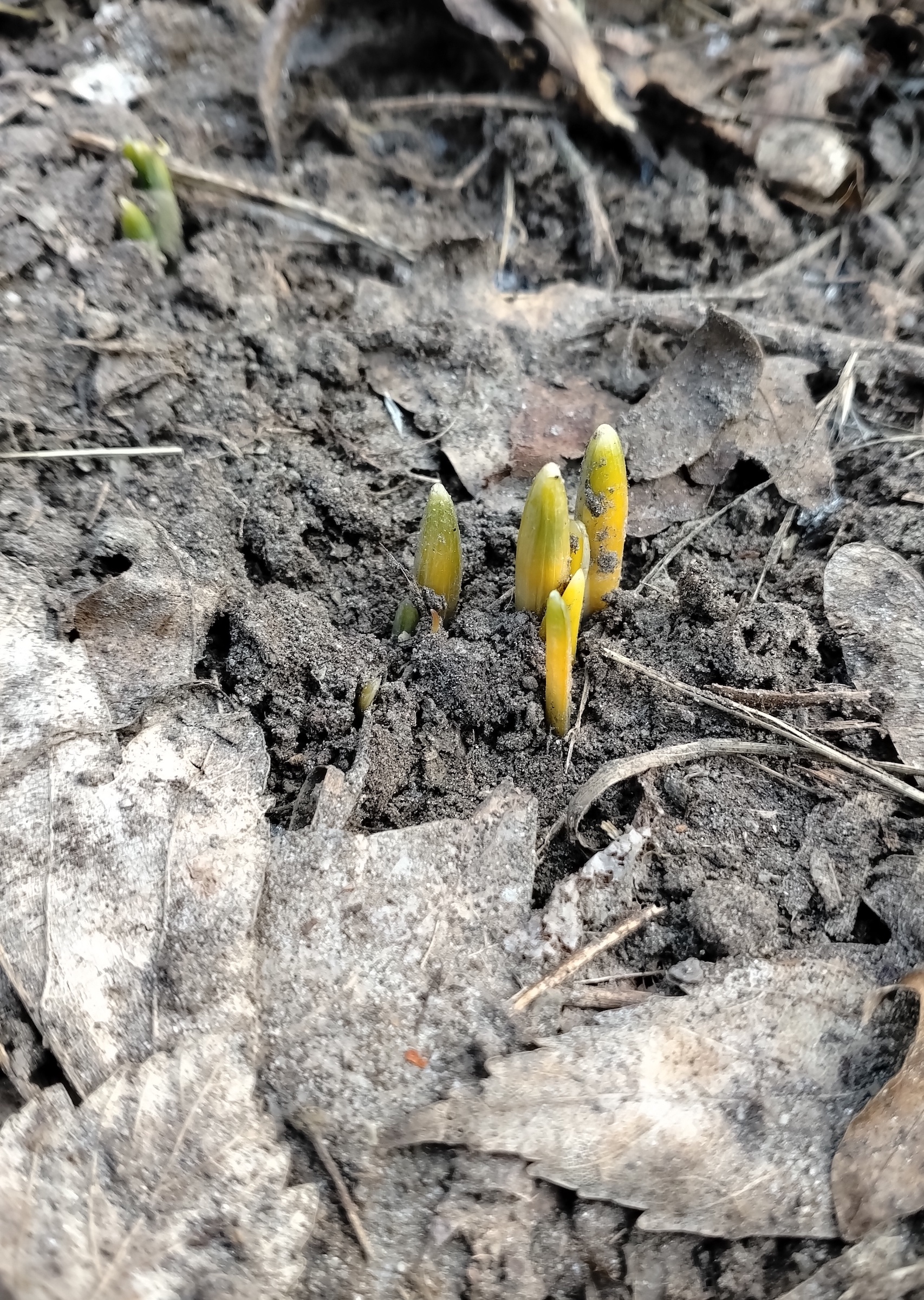 cf. galanthus nivalis lobau entlang fasangartenarm_20260106_102530.jpg