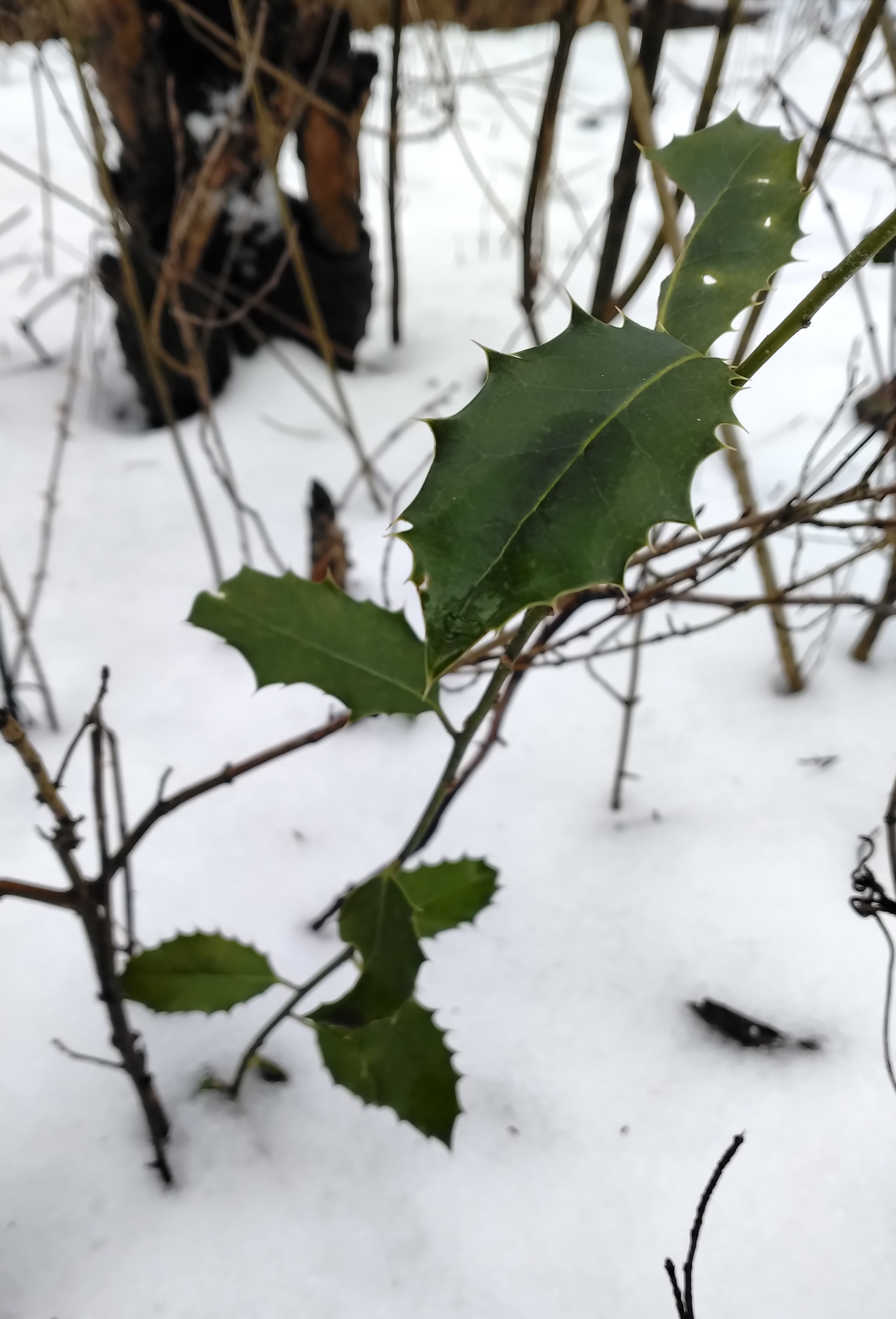 ilex aquifolium toter grund donauinsel 20260117 2776.jpg