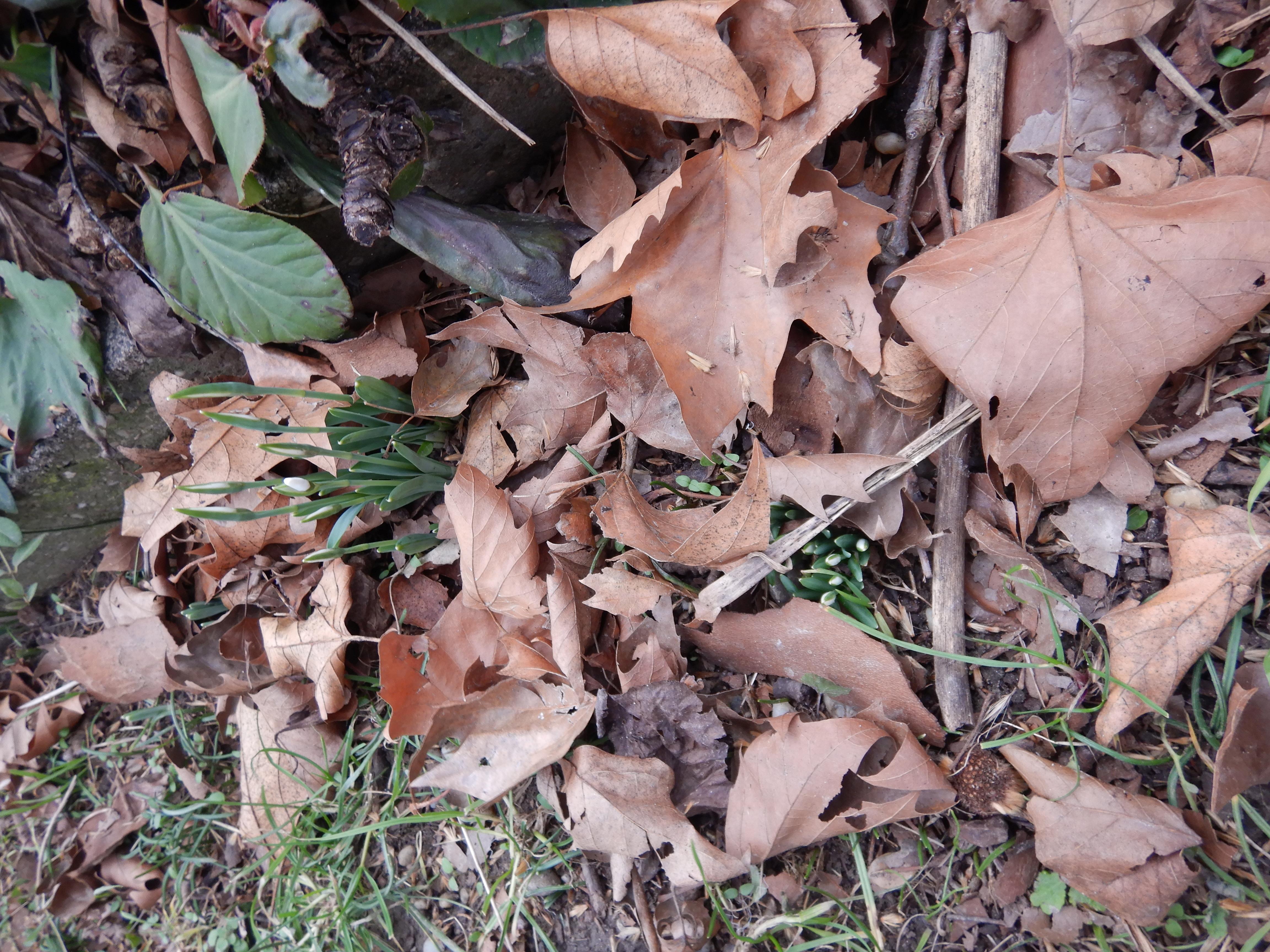 DSCN7665 2026-02-10 phäno galanthus nivalis wien-22 asperner friedhof.jpg