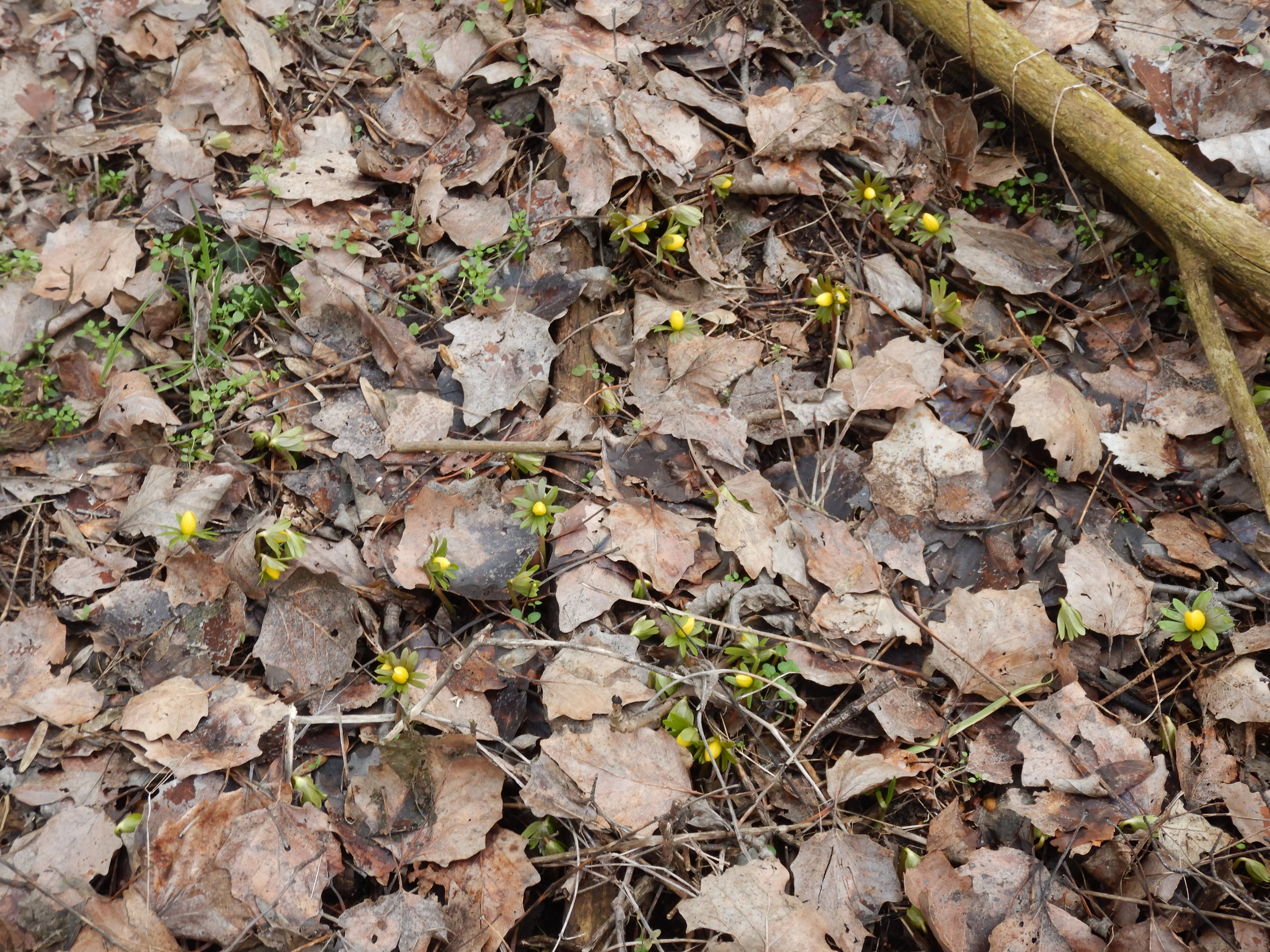 DSCN7949 2026-02-10 phäno eranthis hyemalis wien-22, obere naufahrtwasser-au.jpg