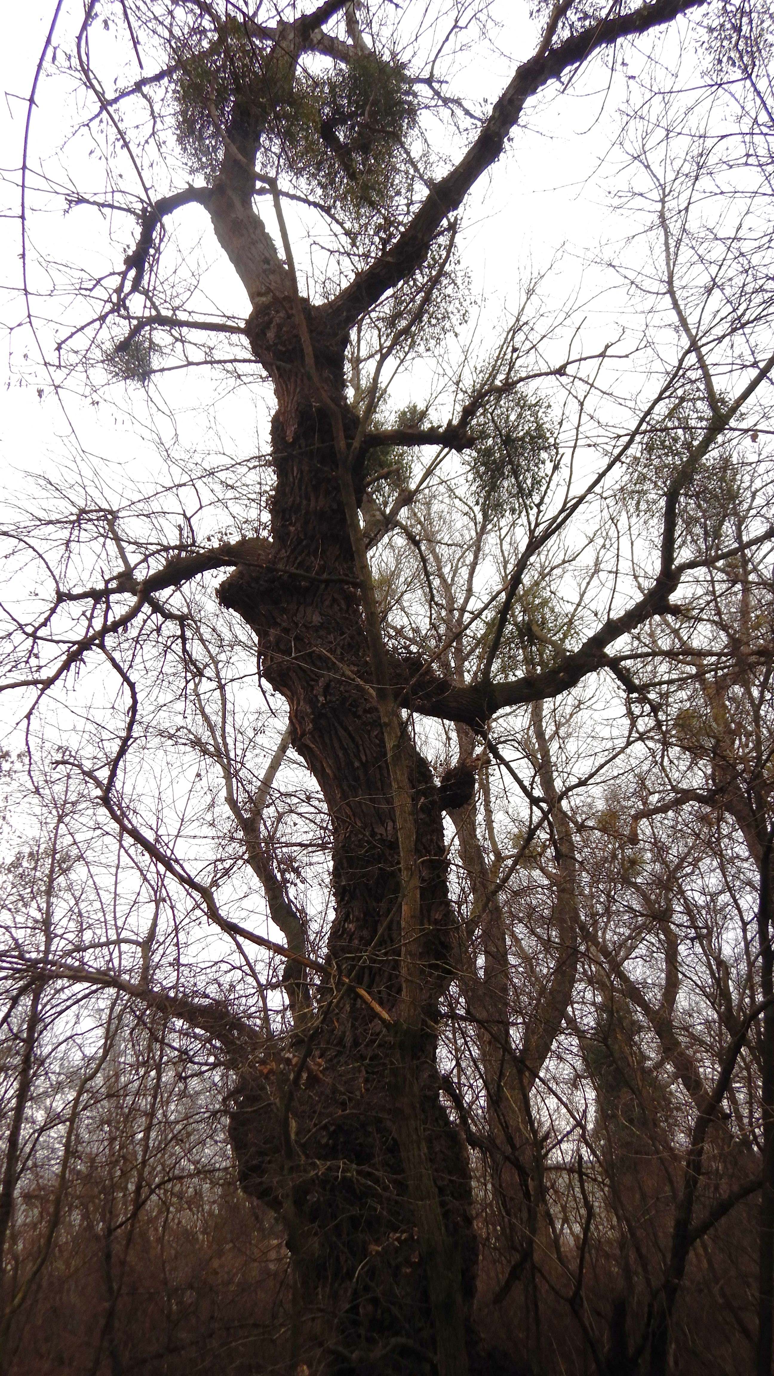 DSCN8037 schwarzpappelmisteln kierischitzweg wien-22 .jpg