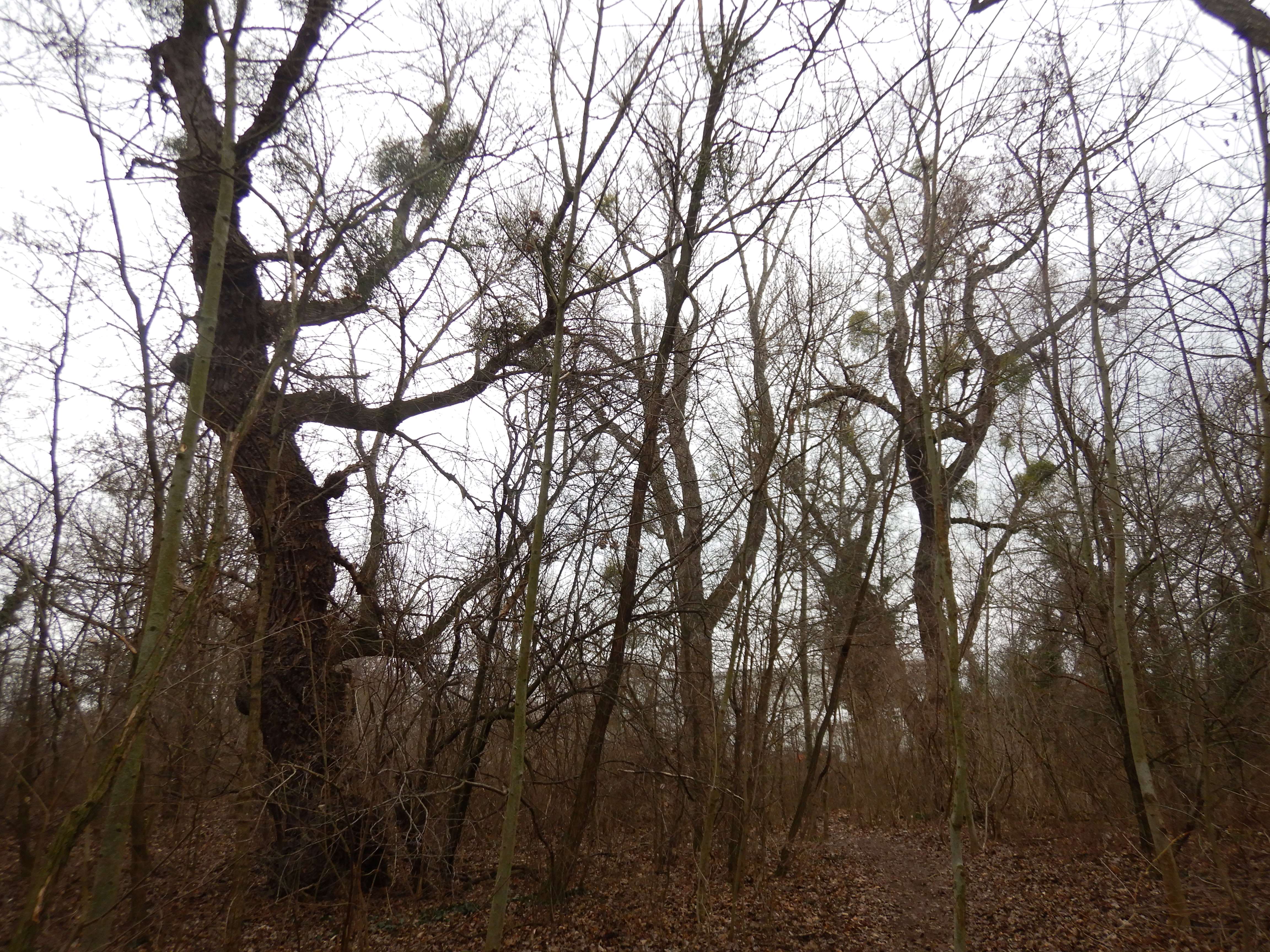 DSCN8039 schwarzpappelmisteln kierischitzweg wien-22 .jpg