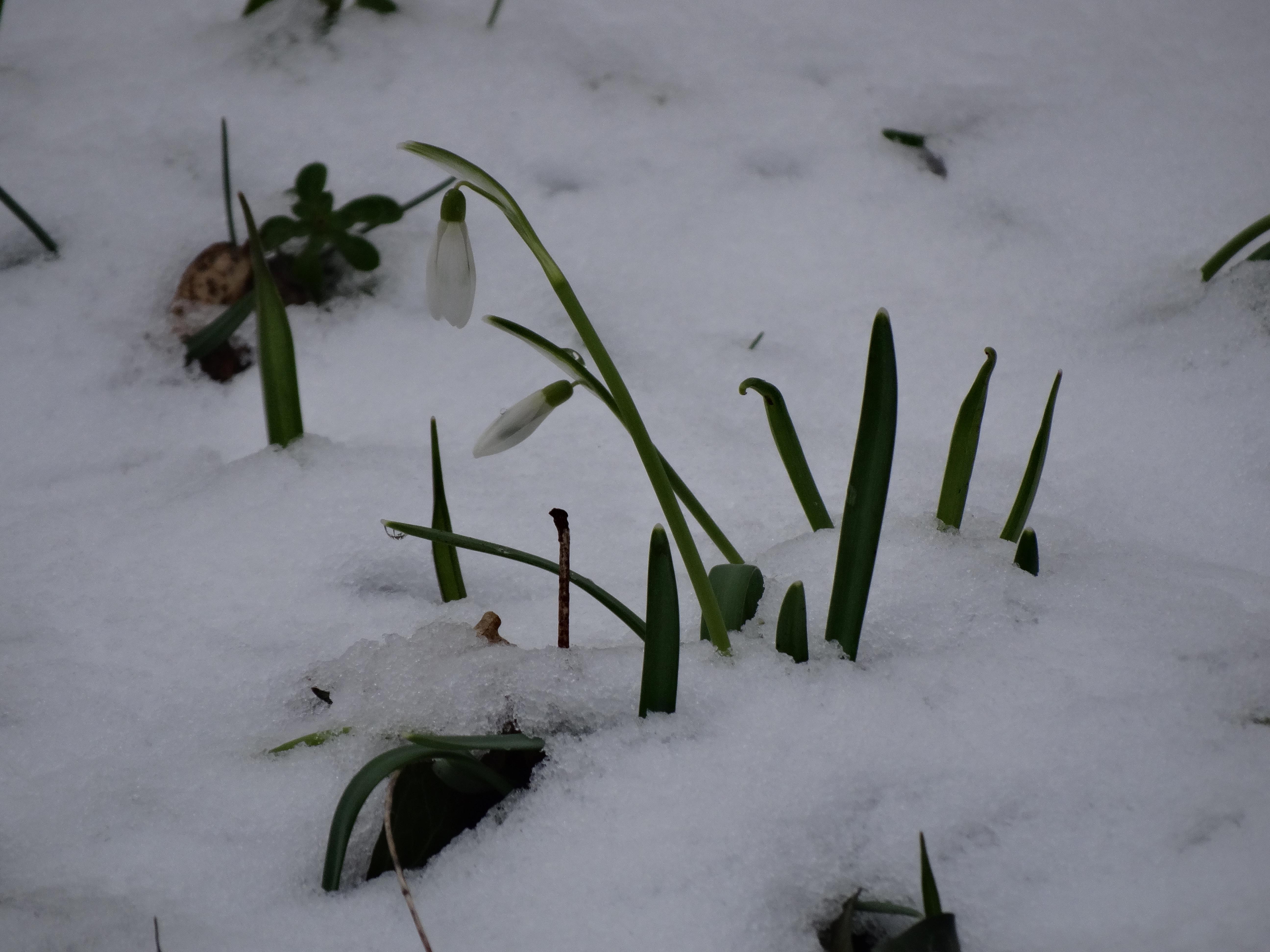 DSC06893 phäno 2026-02-17 braunsberg Galanthus nivalis.jpg