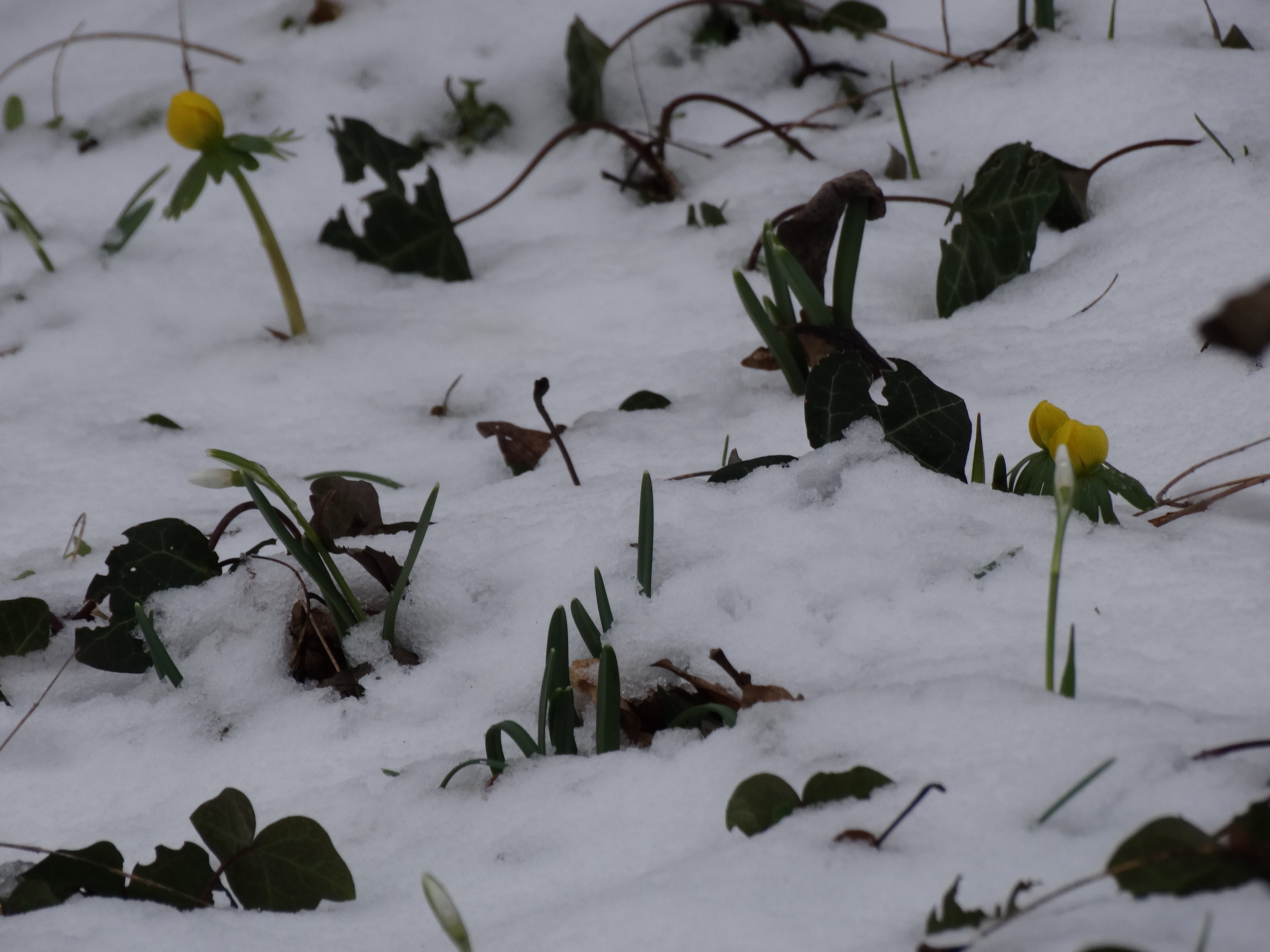 DSC06895 phäno 2026-02-17 braunsberg Galanthus nivalis, Eranthis hyemalis.jpg