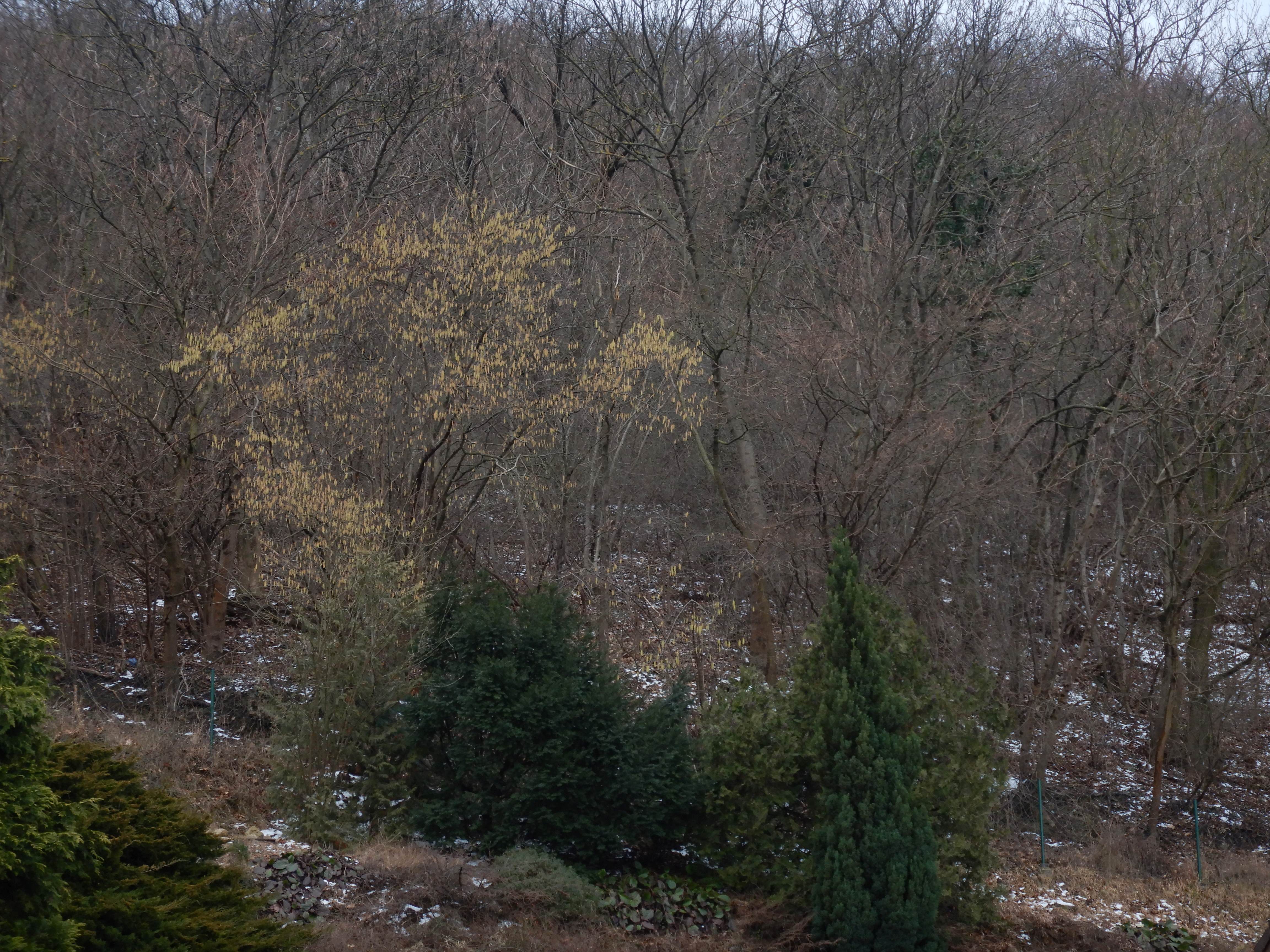 DSCN8842 phäno 2026-02-17 braunsberg Corylus avellana.jpg