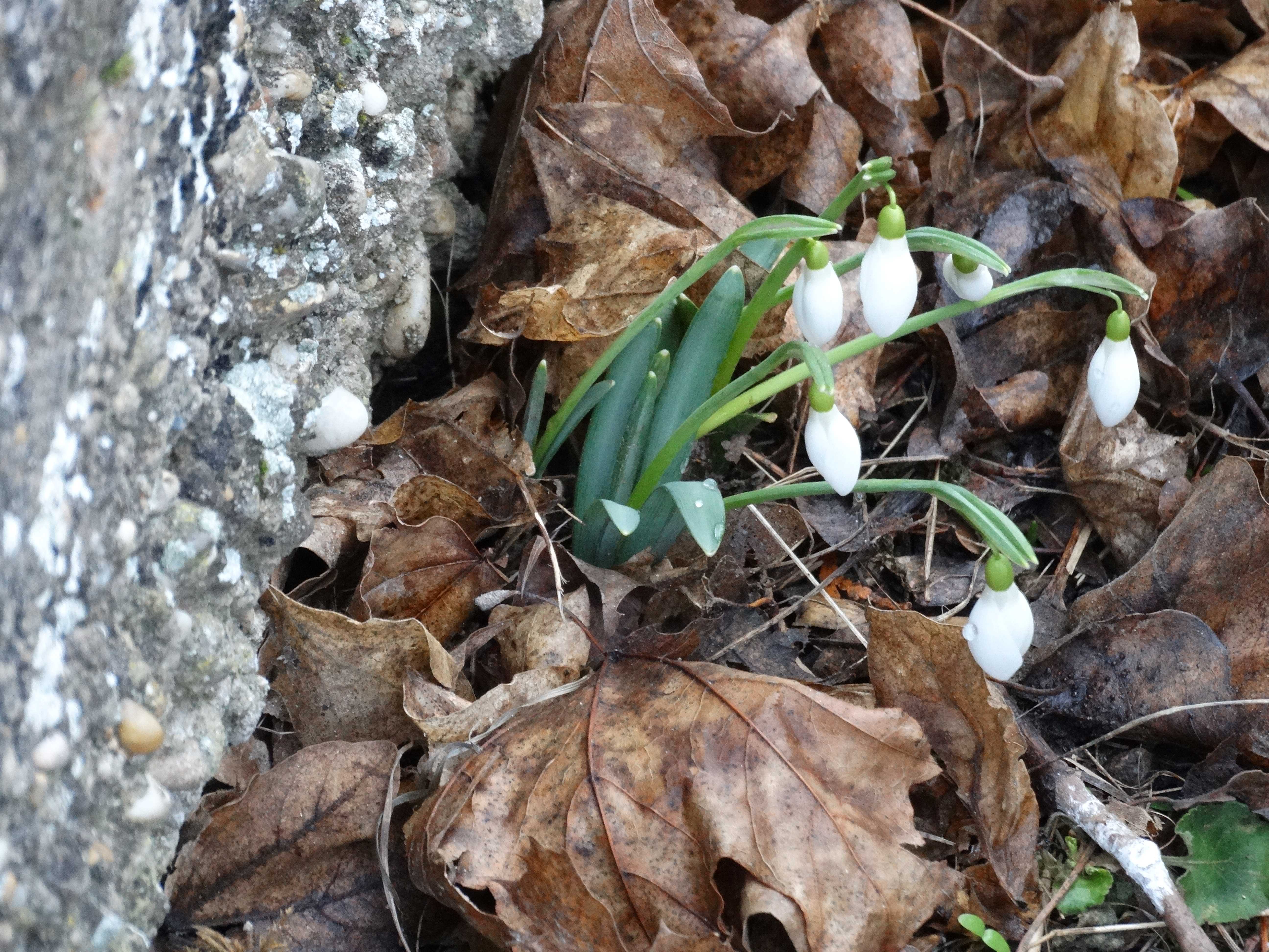 DSC06987 phäno 2026-02-17 Hainburg Friedhof Galanthus nivalis.jpg