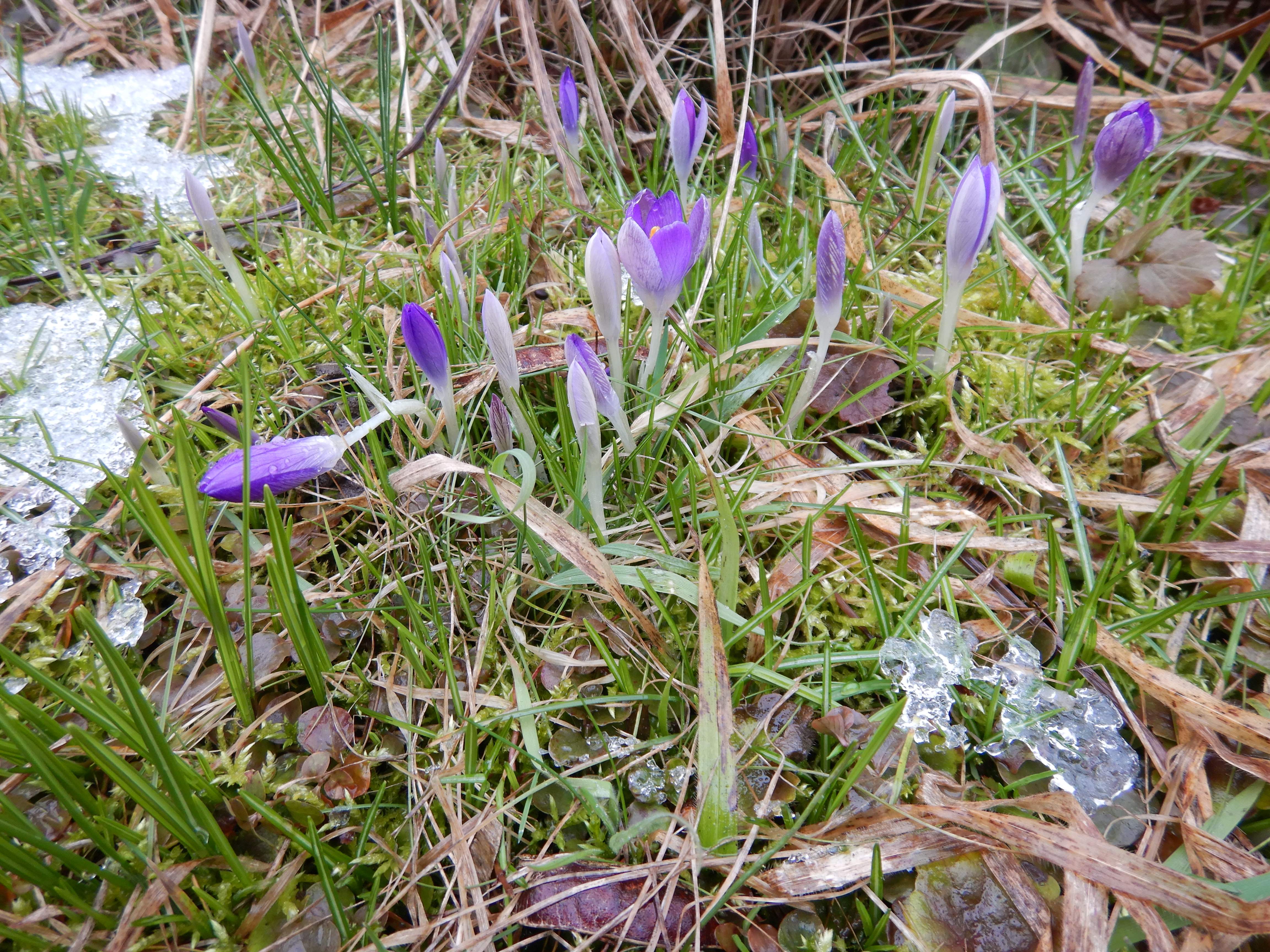 DSCN0946 phäno 2026-02-23 prellenkirchen-mitte, crocus tommasinianus.jpg