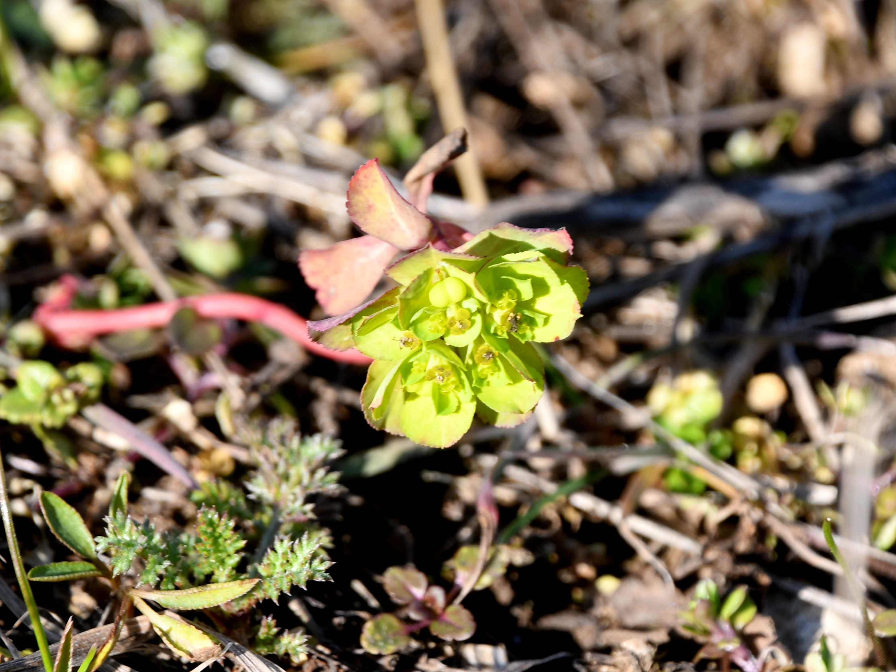 Pfaffstätten - 27022026 - (10) - - Euphorbia helioscopia - Sonnen-Wolfsmilch.JPG